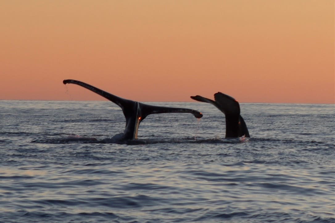 Midnight Sun Whale Watching - photo 13