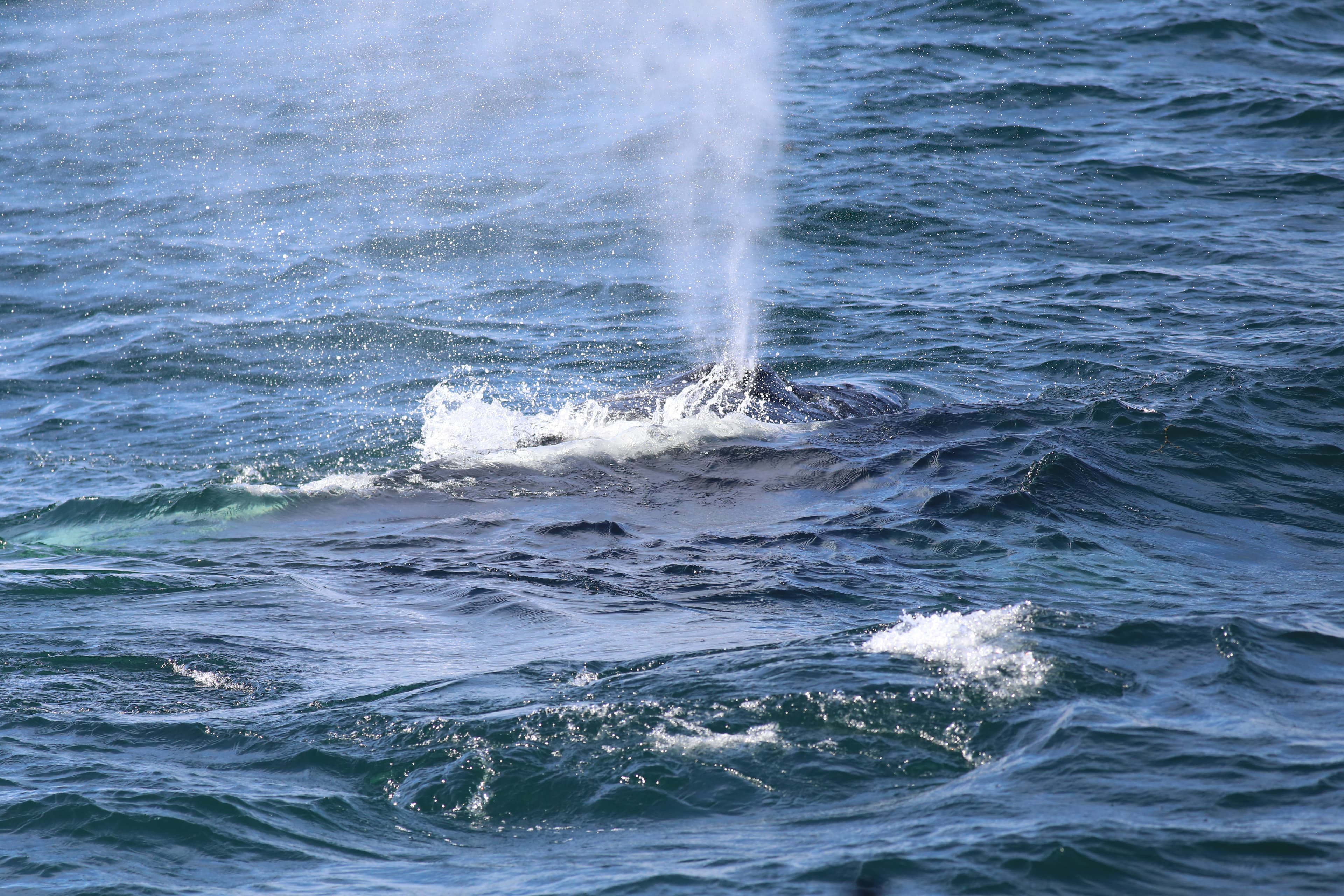Whale Wonders: Morning Expedition - photo 21