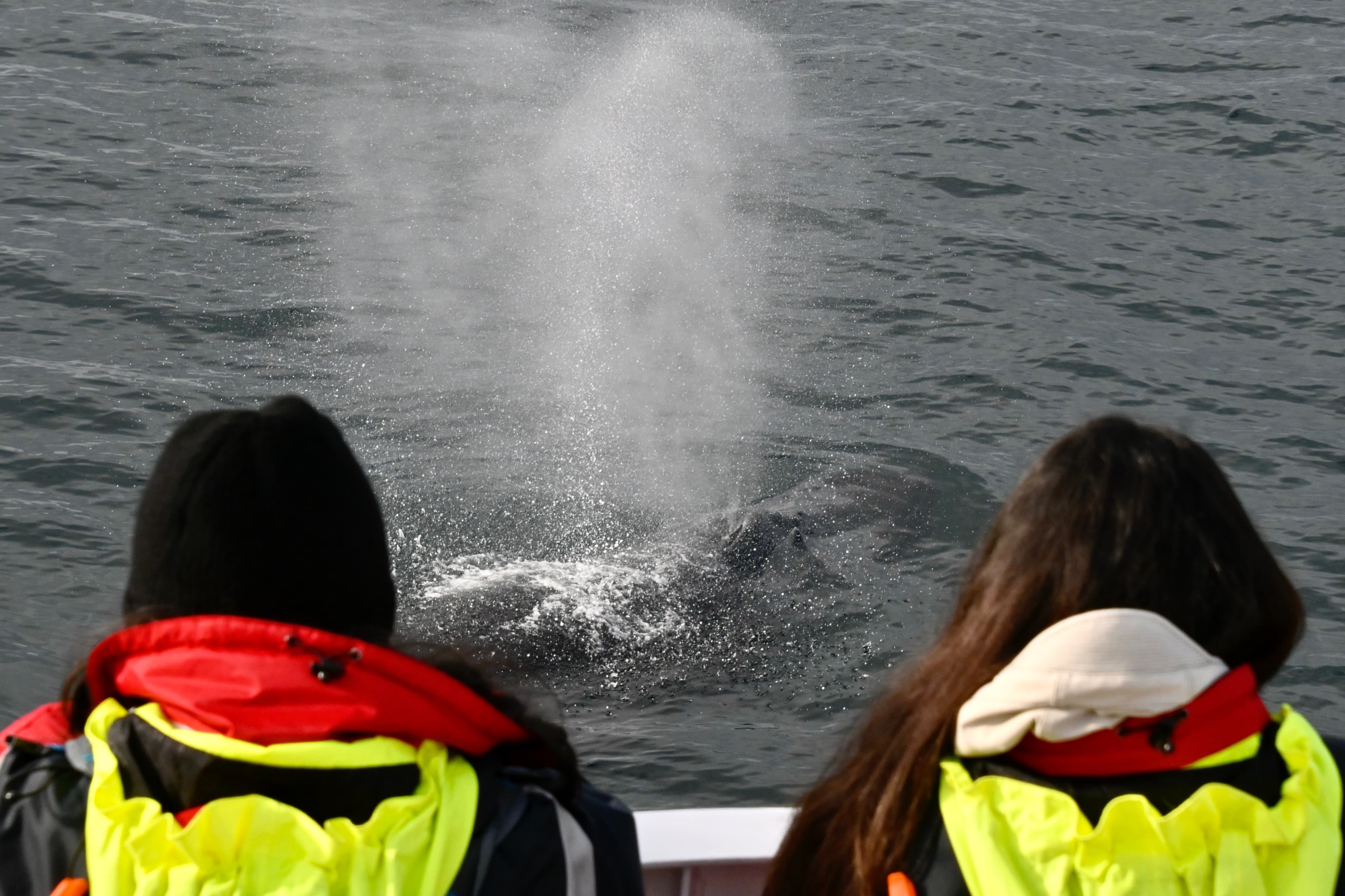 Reykjavík Classic Whale Watching  - photo 9