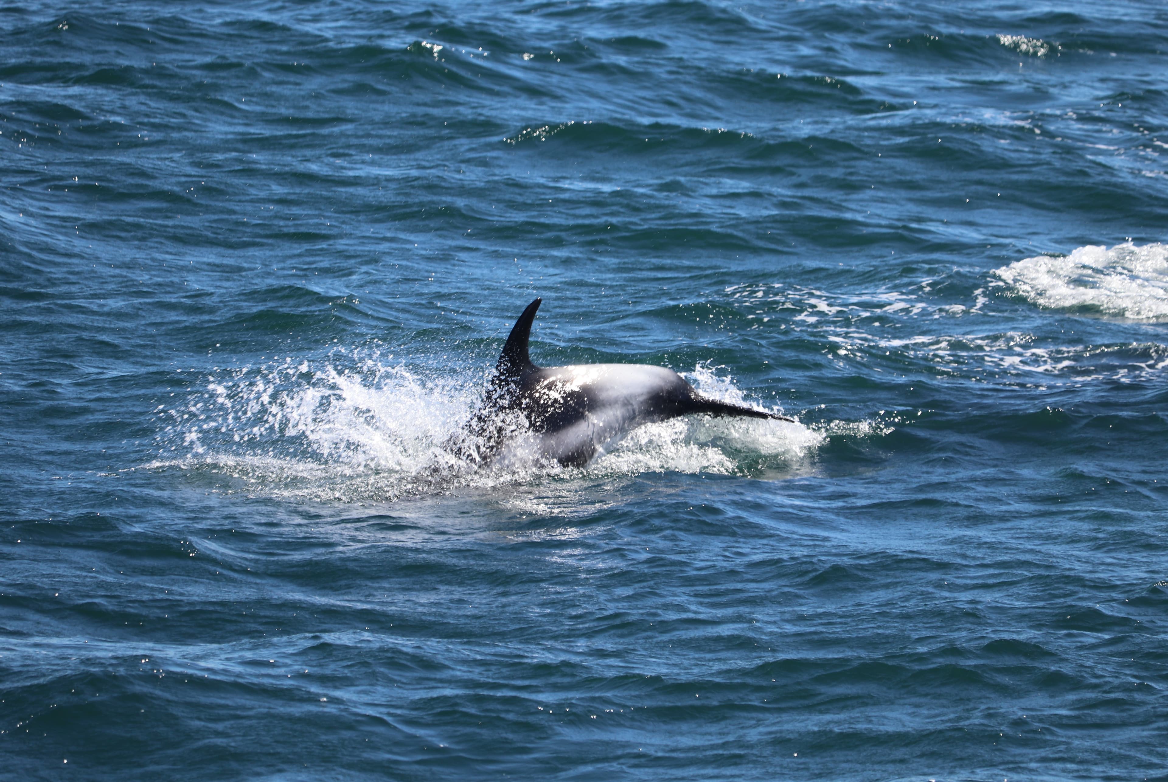 Whale Watching tour from Reykjavik - photo 42