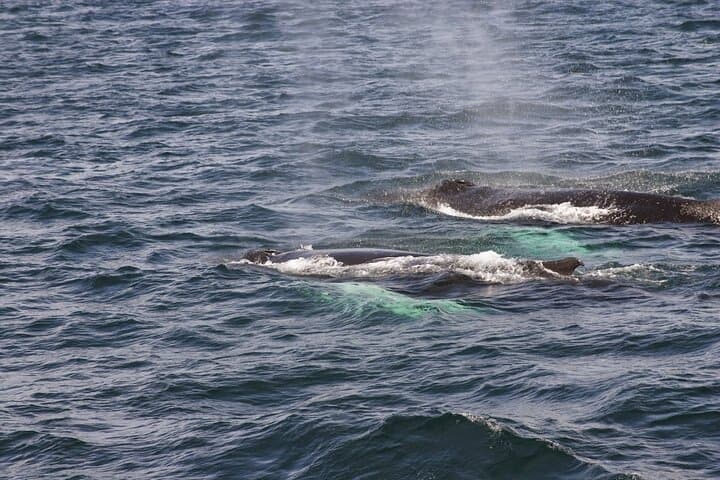 Whale Watching & Dolphin Yacht Cruise - photo 18