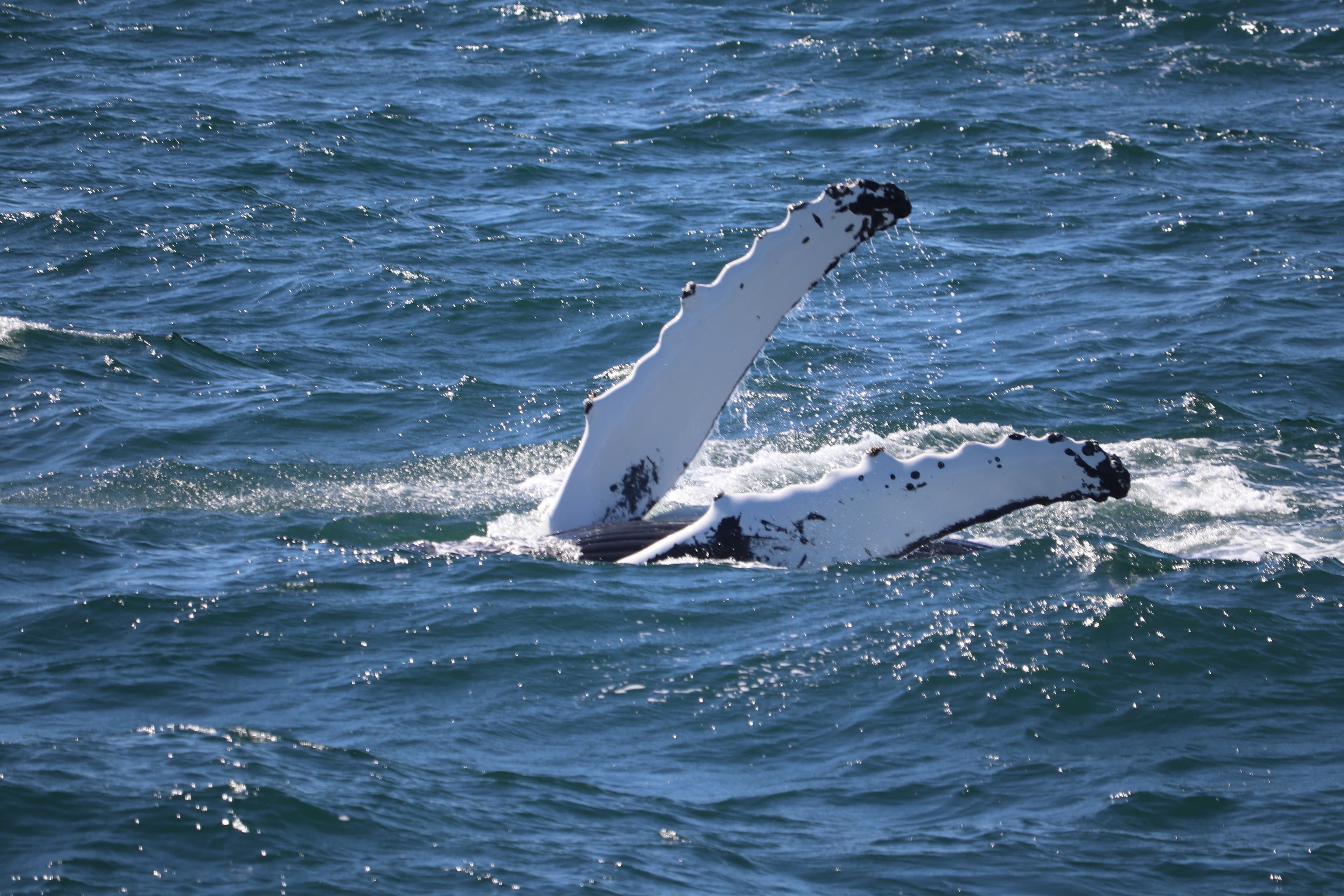 Whale Watching tour from Reykjavik - photo 43