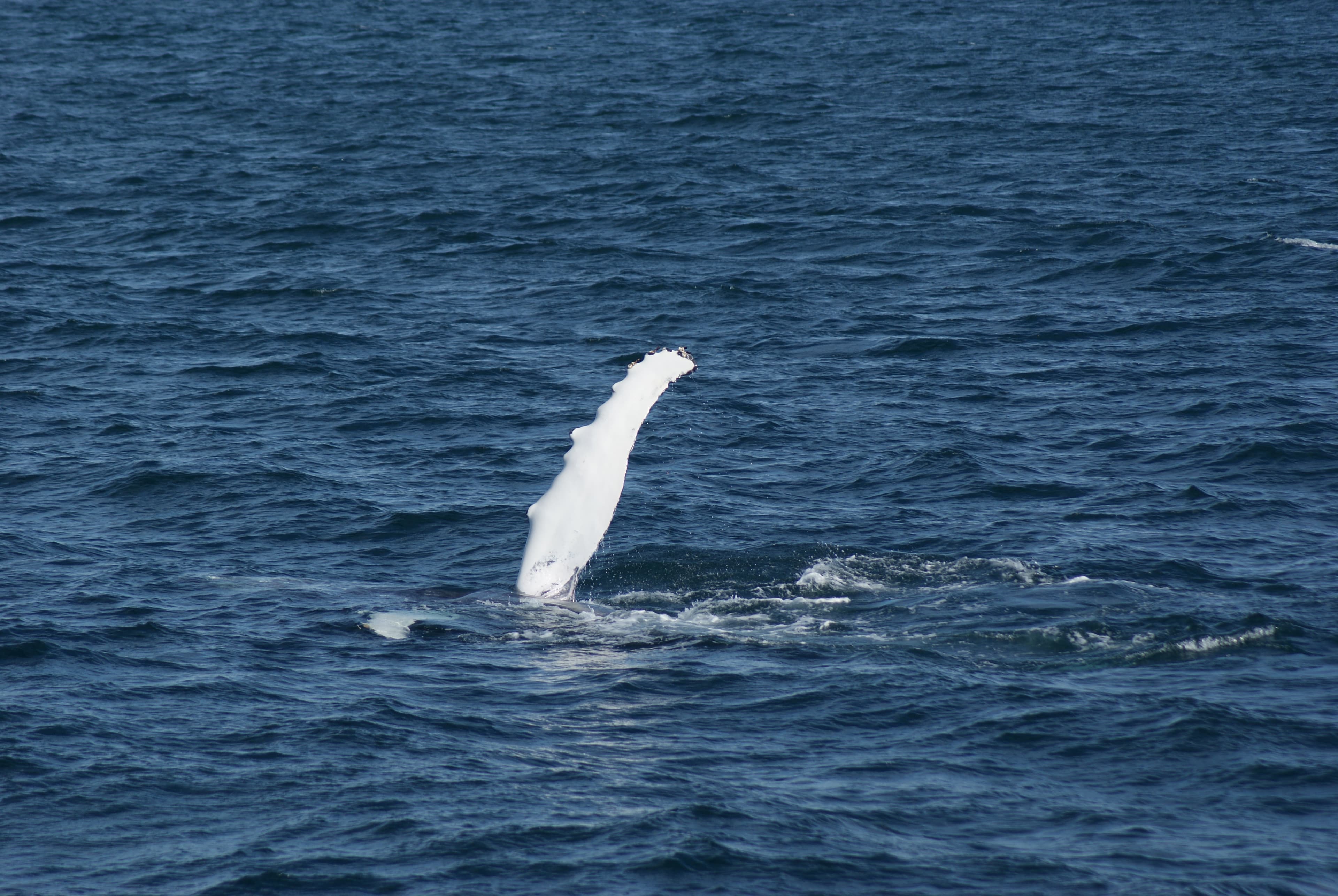 Whale Watching Excursion from Reykjavik & Whales of Iceland Exhibition: Explore the Sea's Giants - photo 27