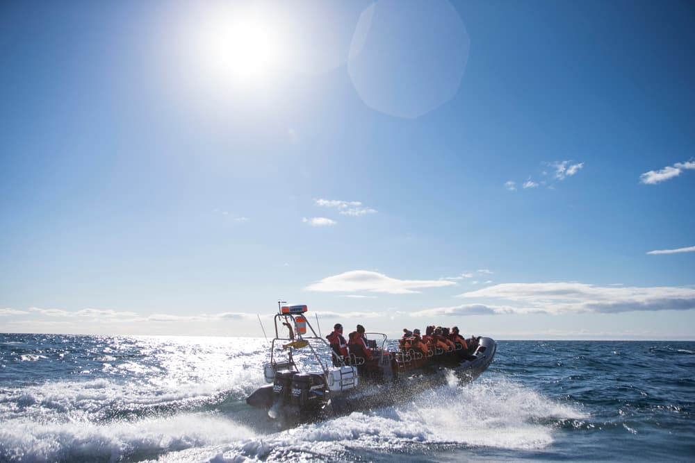Reykjavík Premium Puffin Watching - photo 7