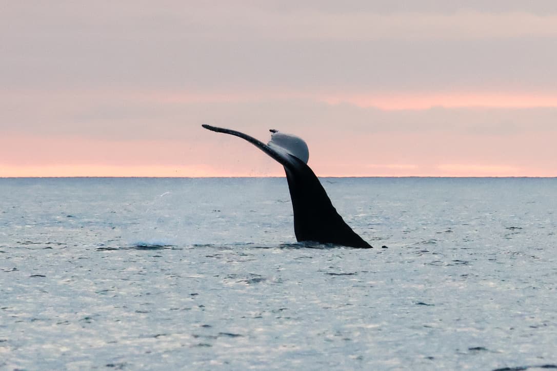 Midnight Sun Whale Watching - photo 16