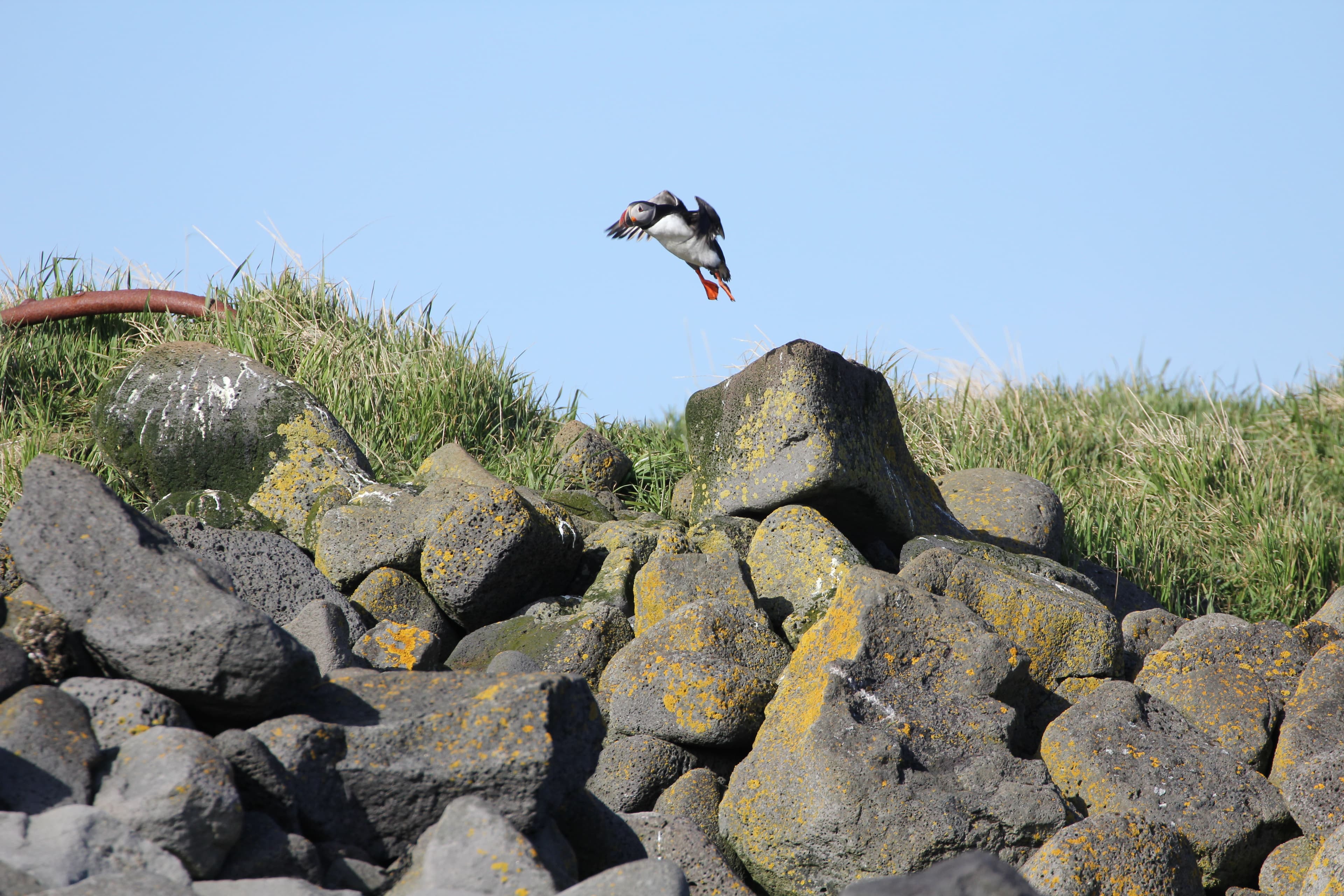 Premium Puffin Tour - photo 11