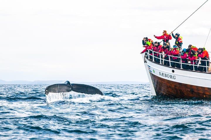 Húsavík Original Whale Watching