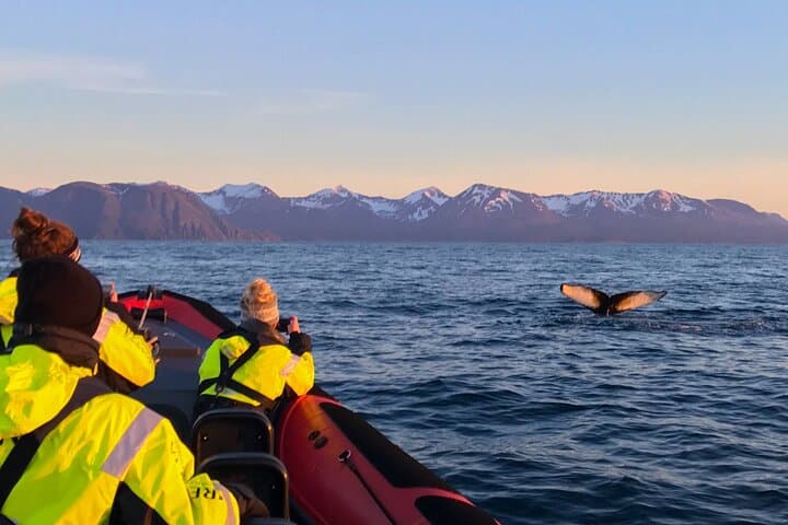 Húsavík: Midnight-Sun Whale Watching - photo 4
