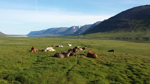Private Dynjandi Waterfall & Farm Tour: Pickup from Isafjordur - photo 4