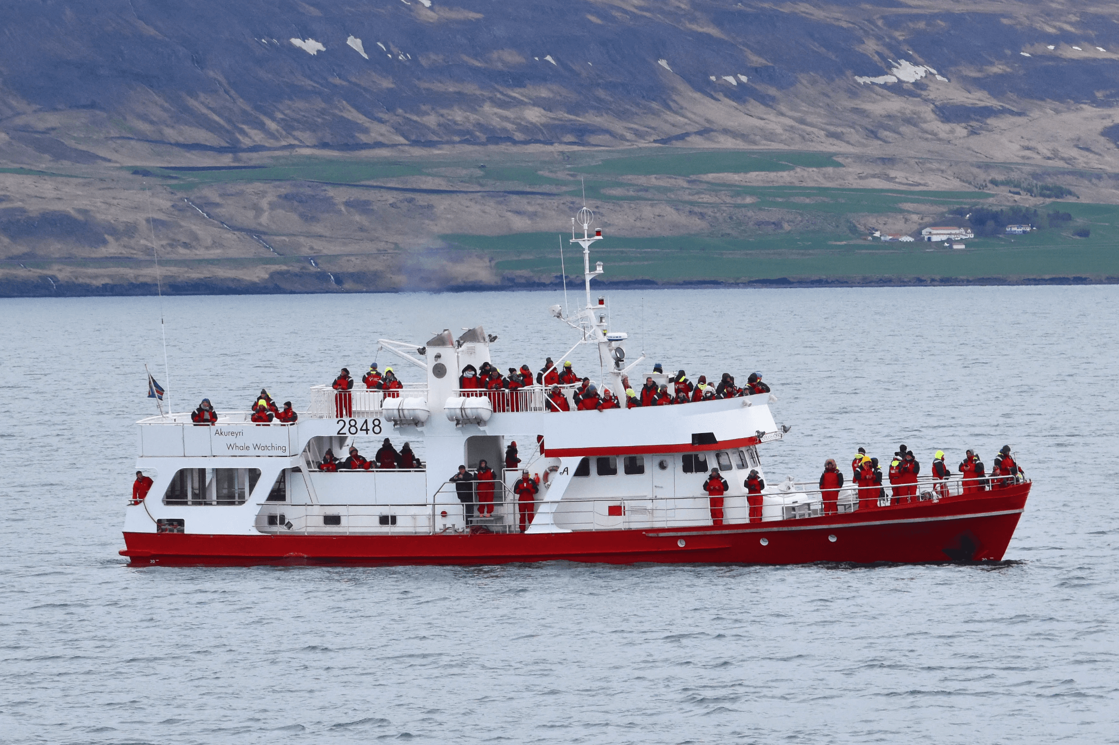 Akureyri Classic Whale Watching - photo 24