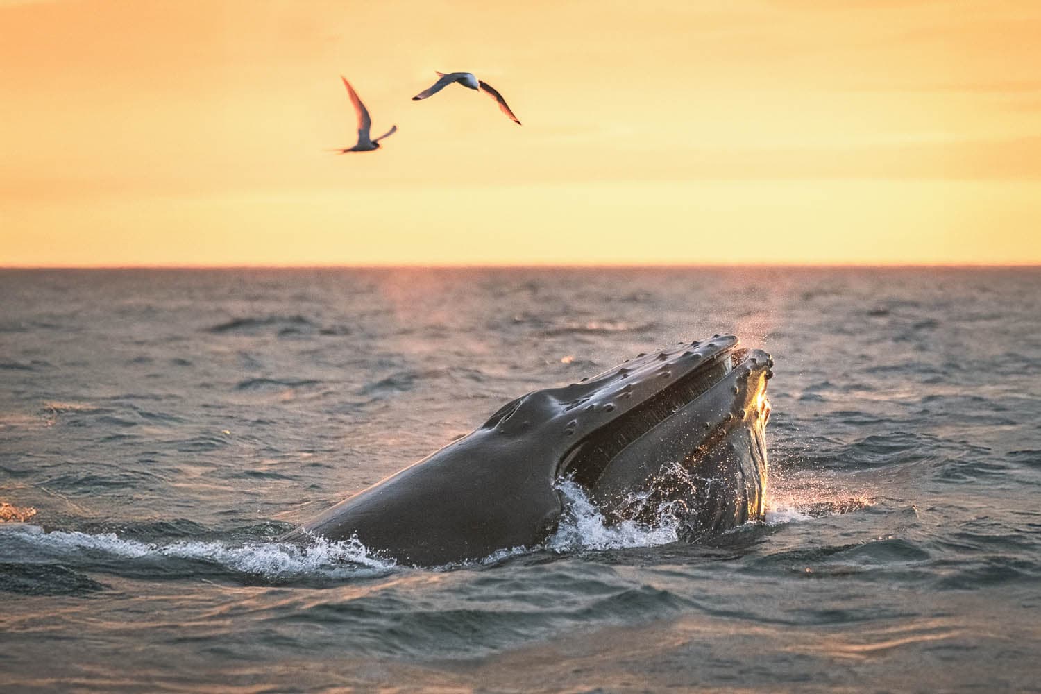 Midnight Sun Whale Watching from Húsavík - photo 5