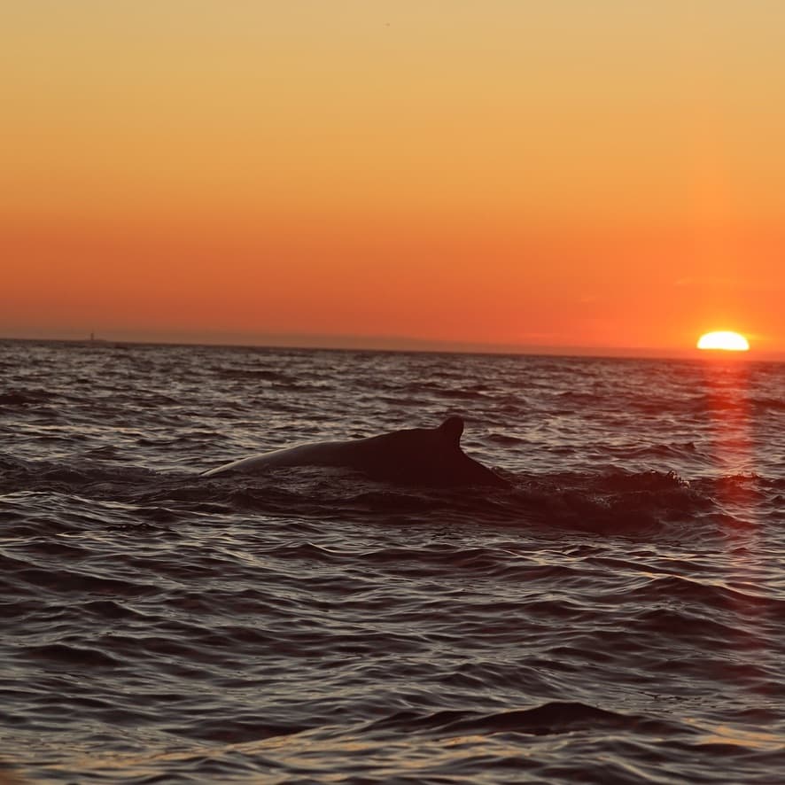 Midnight Sun Whale Watching - photo 7