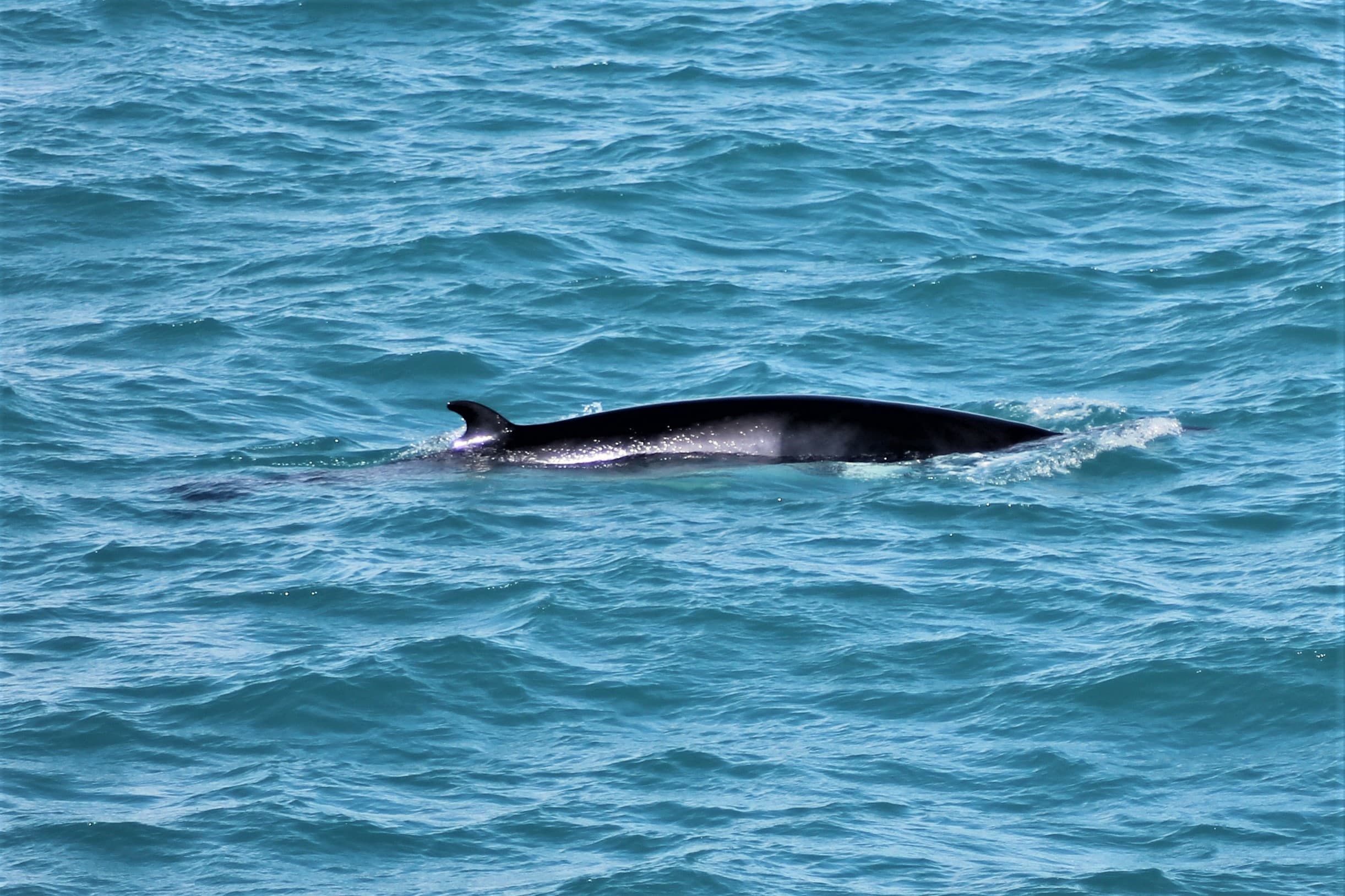 Whale Watching & Northern lights Combo Cruise from Reykjavik - photo 45