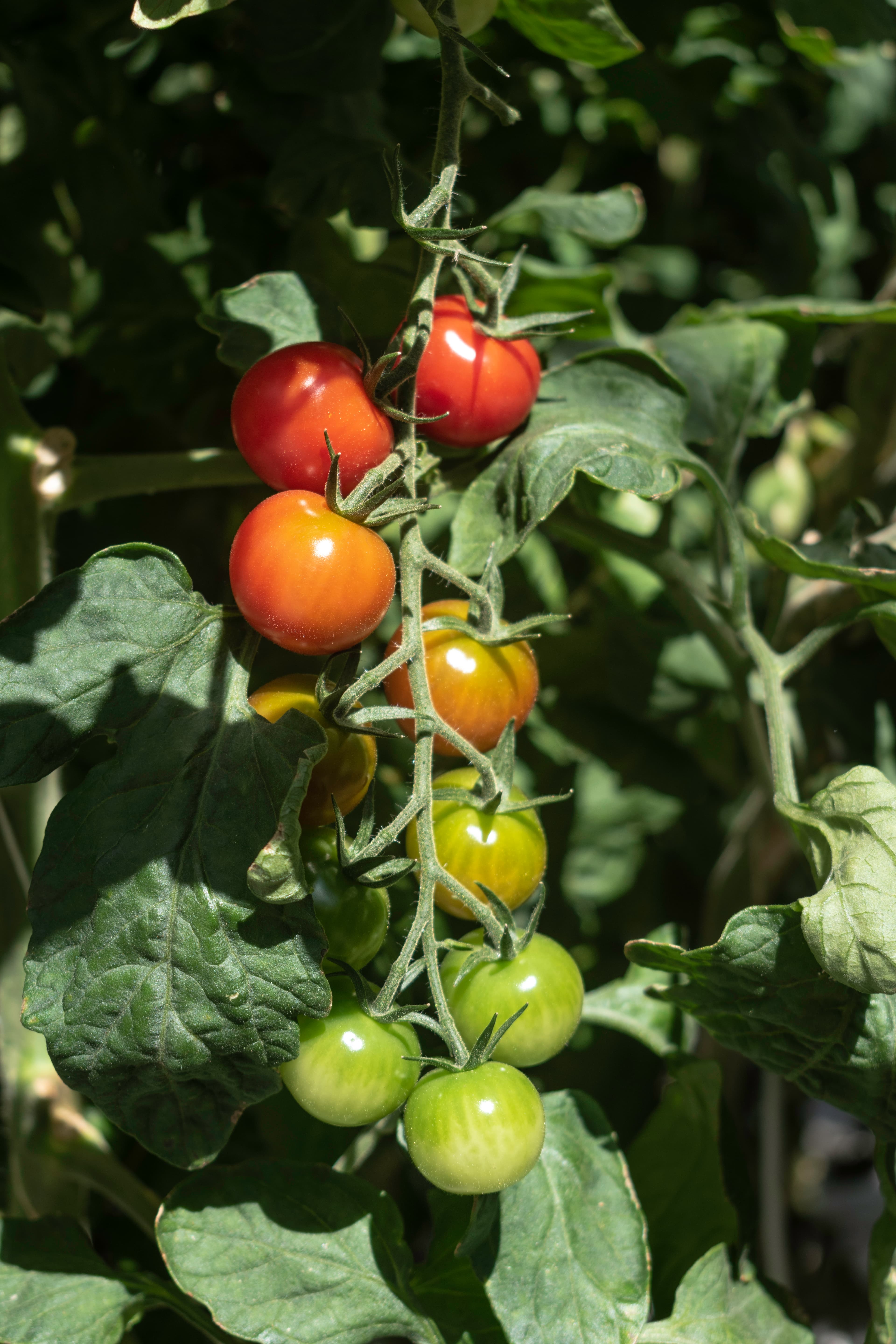 Private tour: Golden Circle and Farm Lunch in Minivan