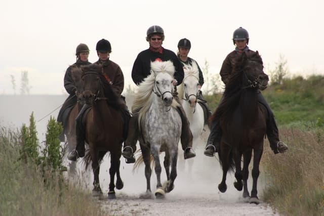 Reykjavík Sea Horse - photo 4