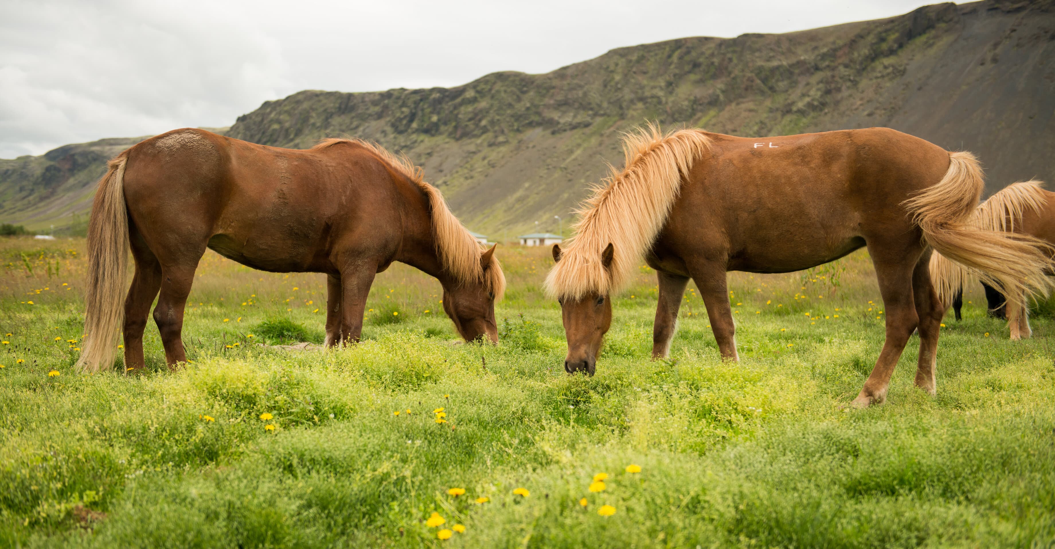 Horse Riding Tour in Reykjadalur (Hot Spring Valley)  - photo 4