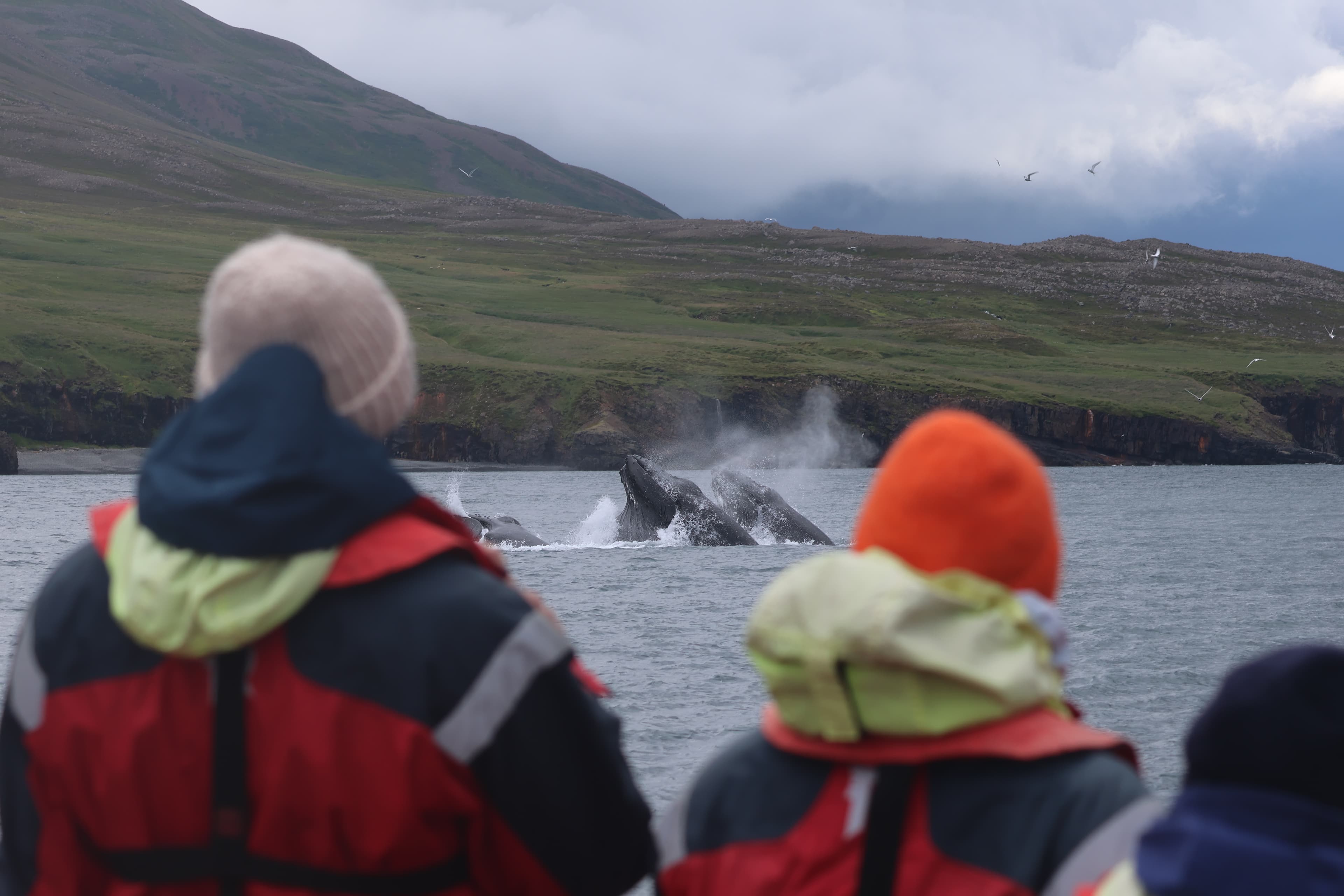 Express Whale Watching From Dalvík - photo 4