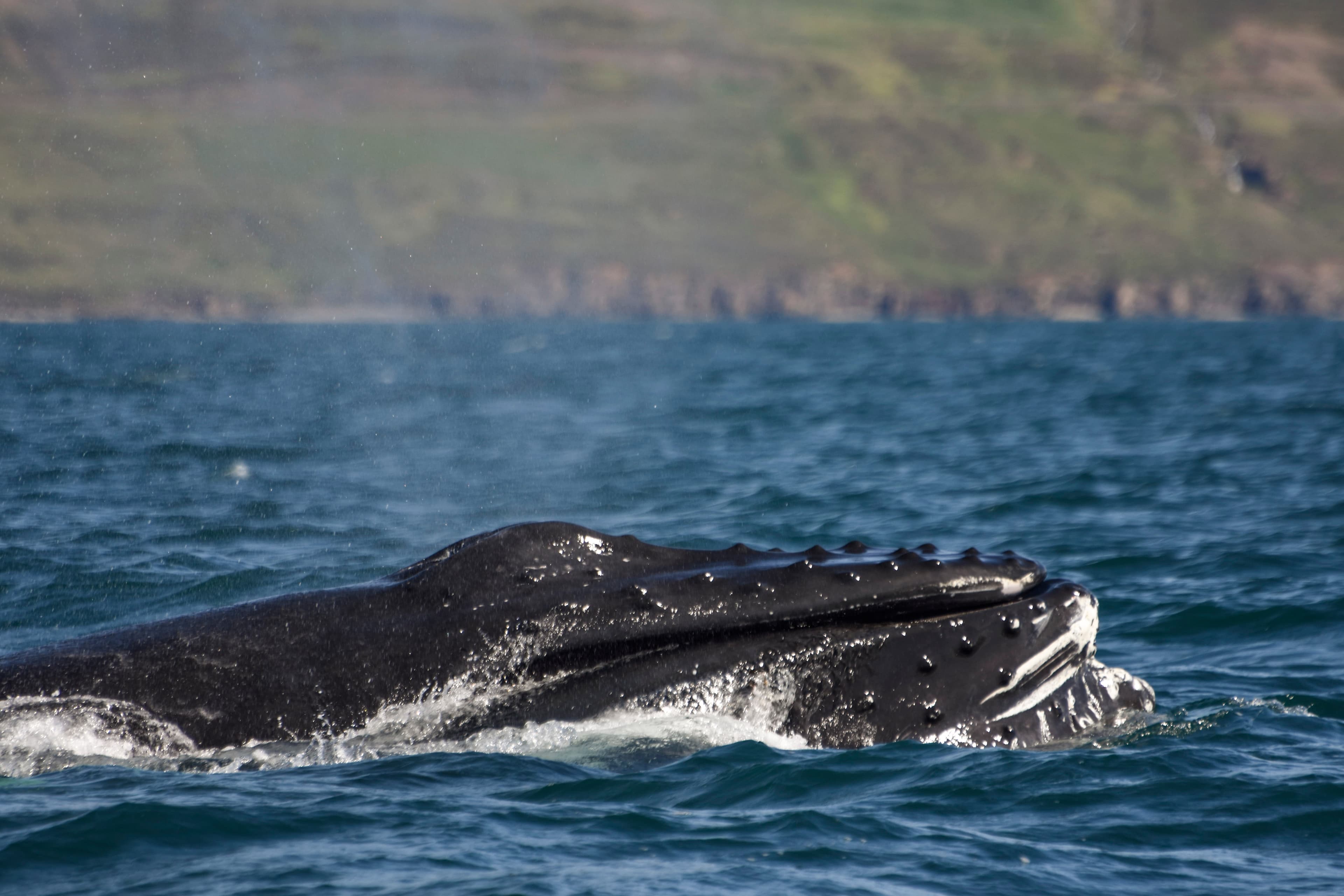Akureyri Express Whales & Eyjafjord - photo 9