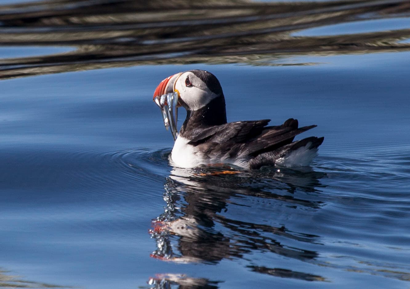 Puffin Express by RIB Speedboat - photo 3