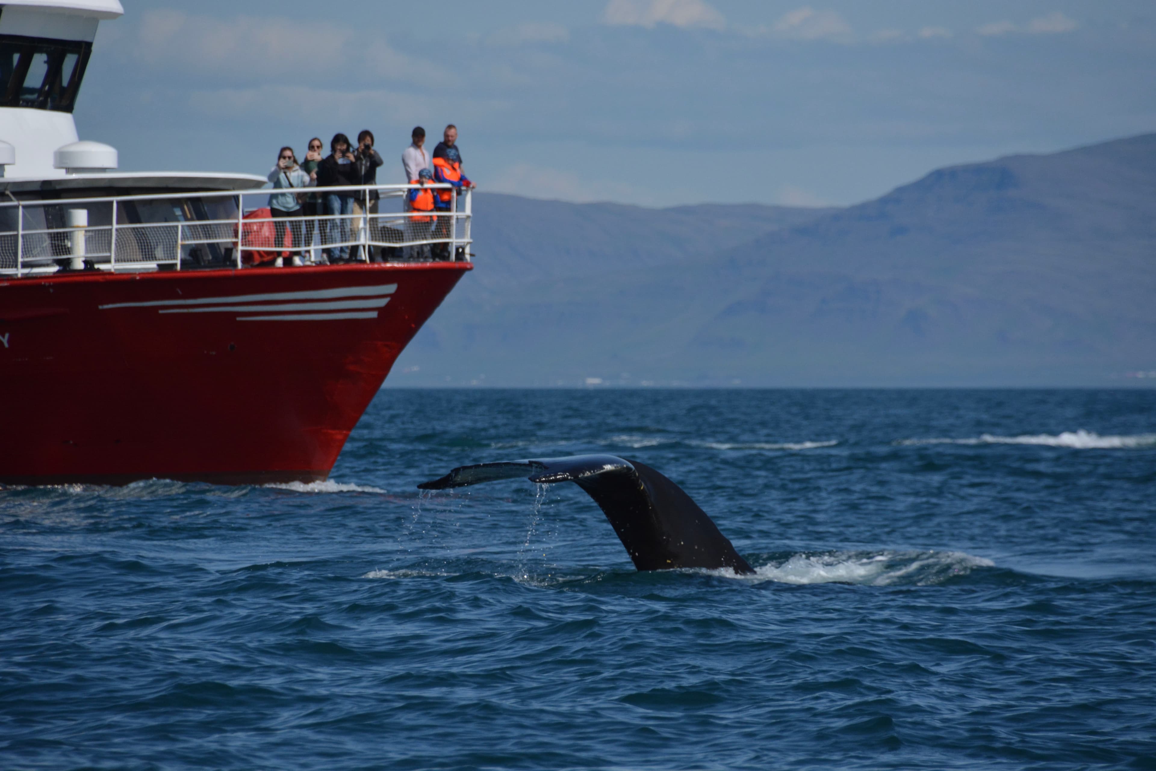 Reykjavík Whales & Horses