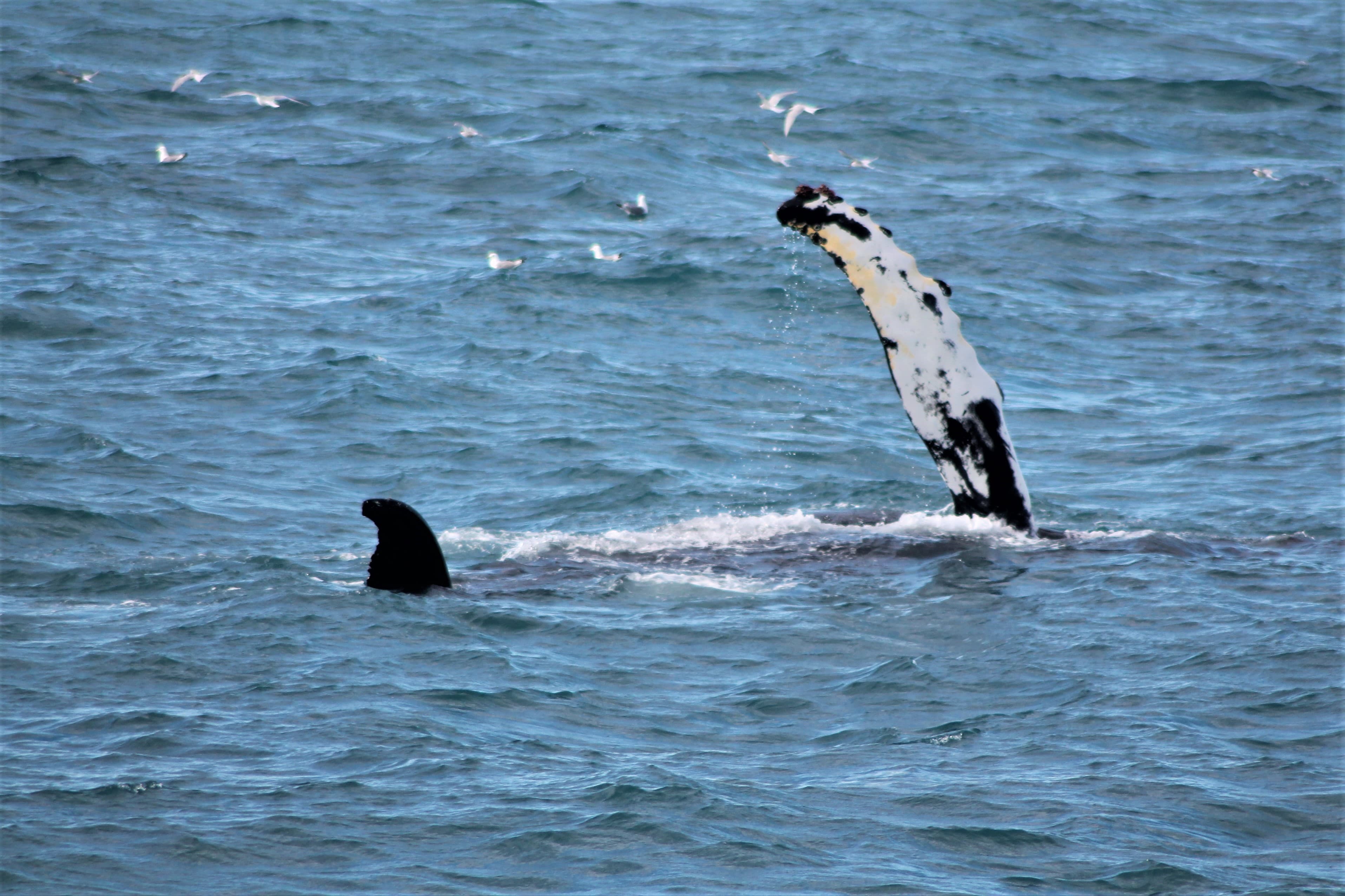 Whale Watching Excursion from Reykjavik & Whales of Iceland Exhibition: Explore the Sea's Giants - photo 22