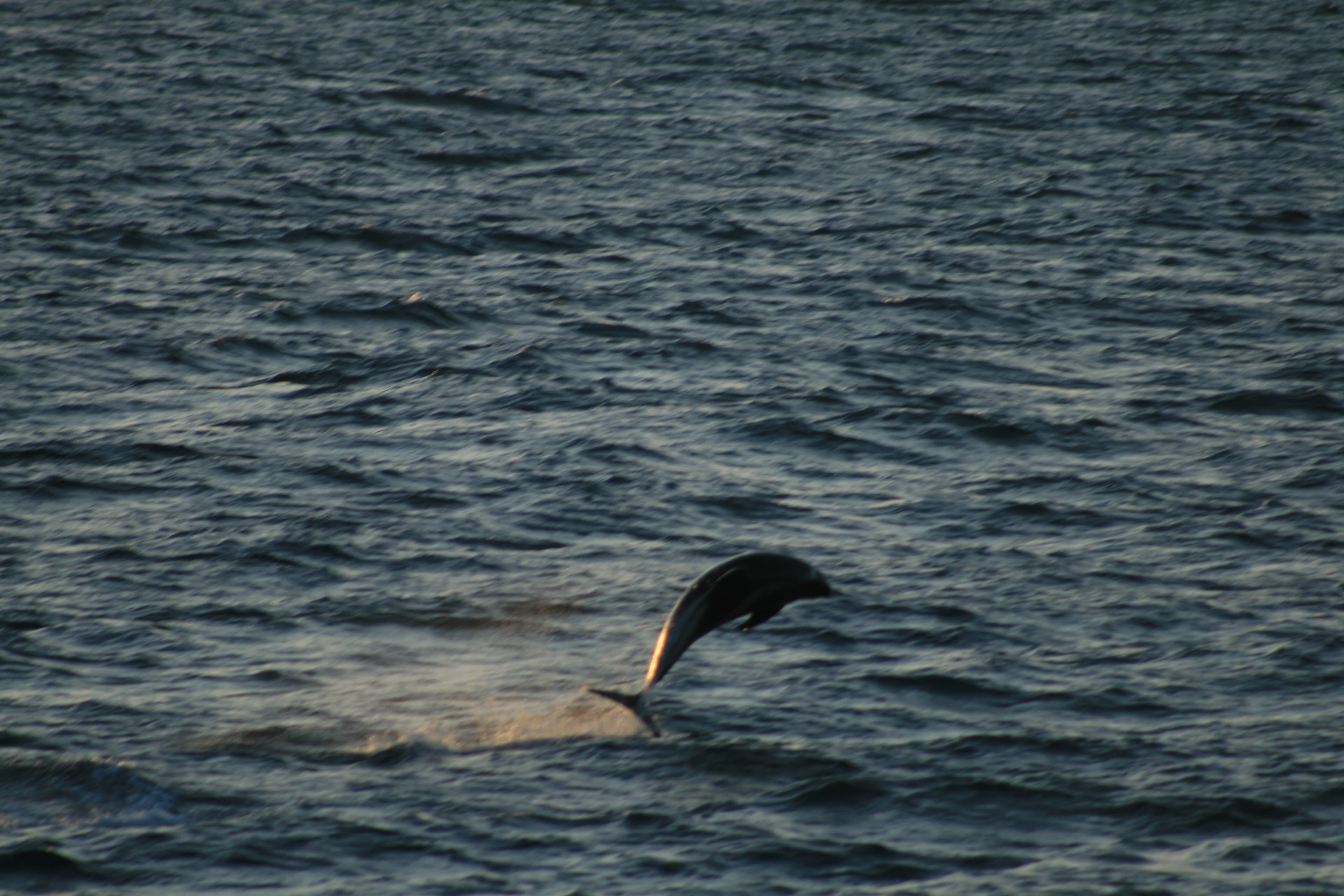 Whale Watching tour from Reykjavik - photo 57