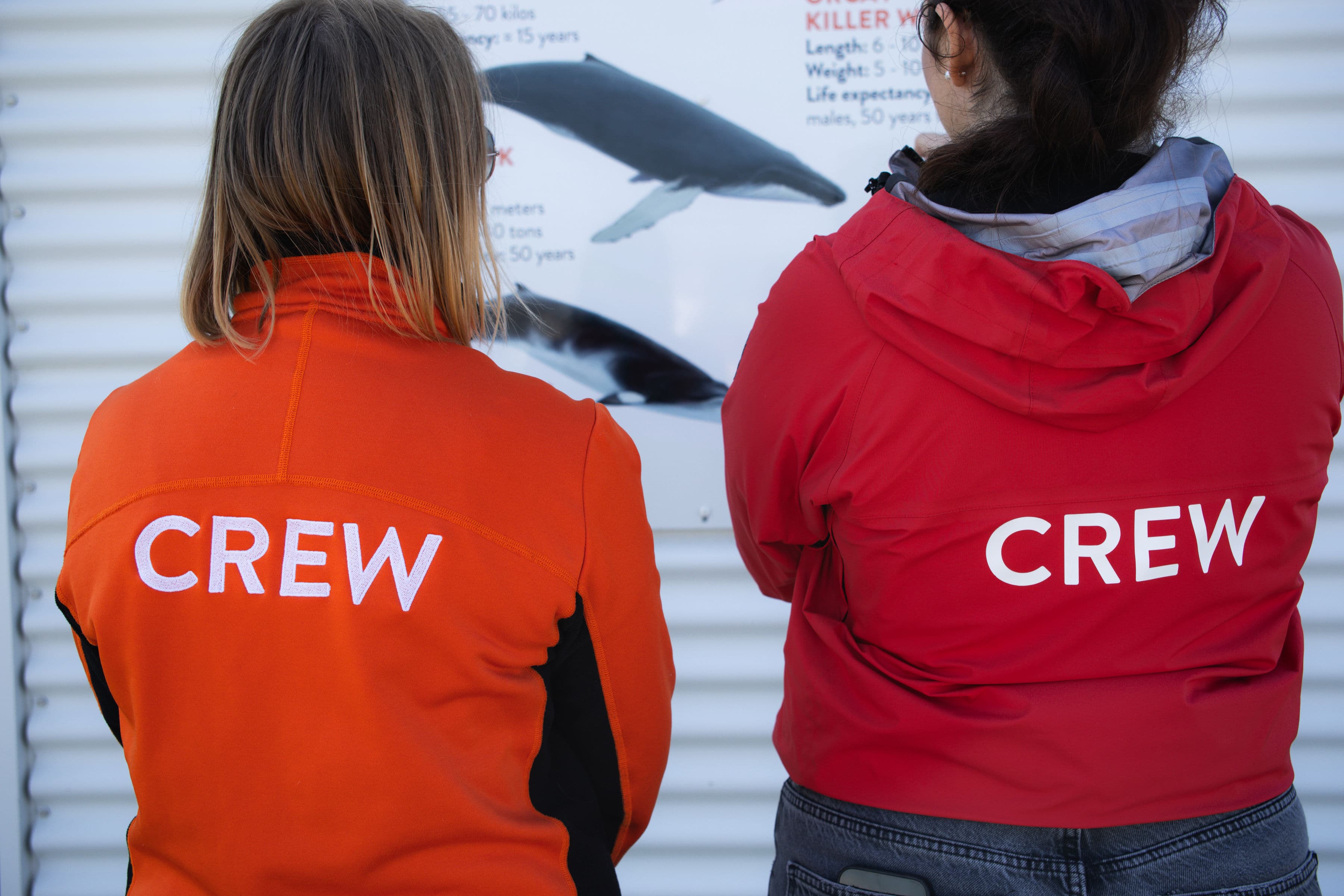 Whale Wonders: Morning Expedition - photo 8