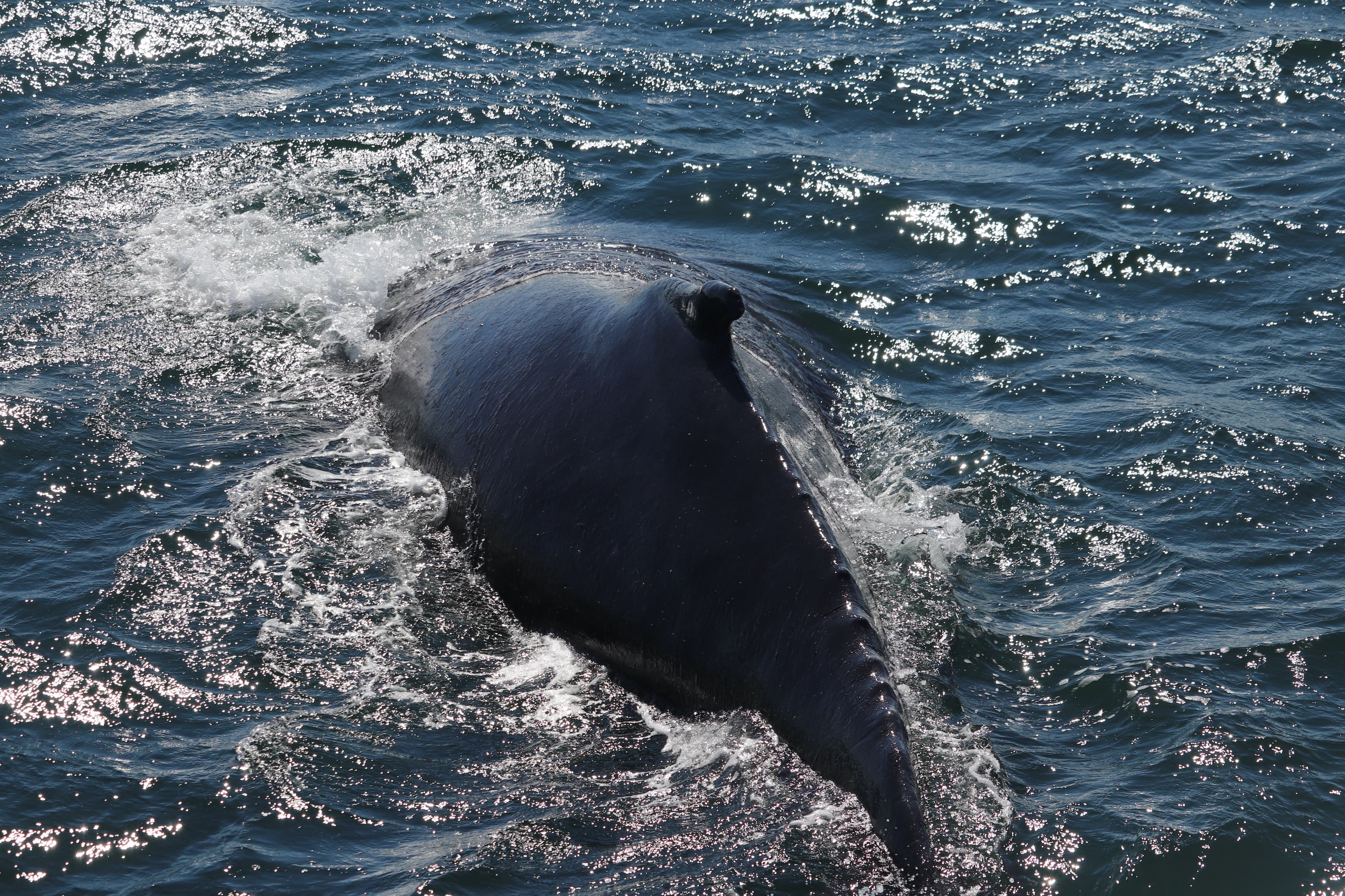 Whale Watching tour from Reykjavik - photo 49