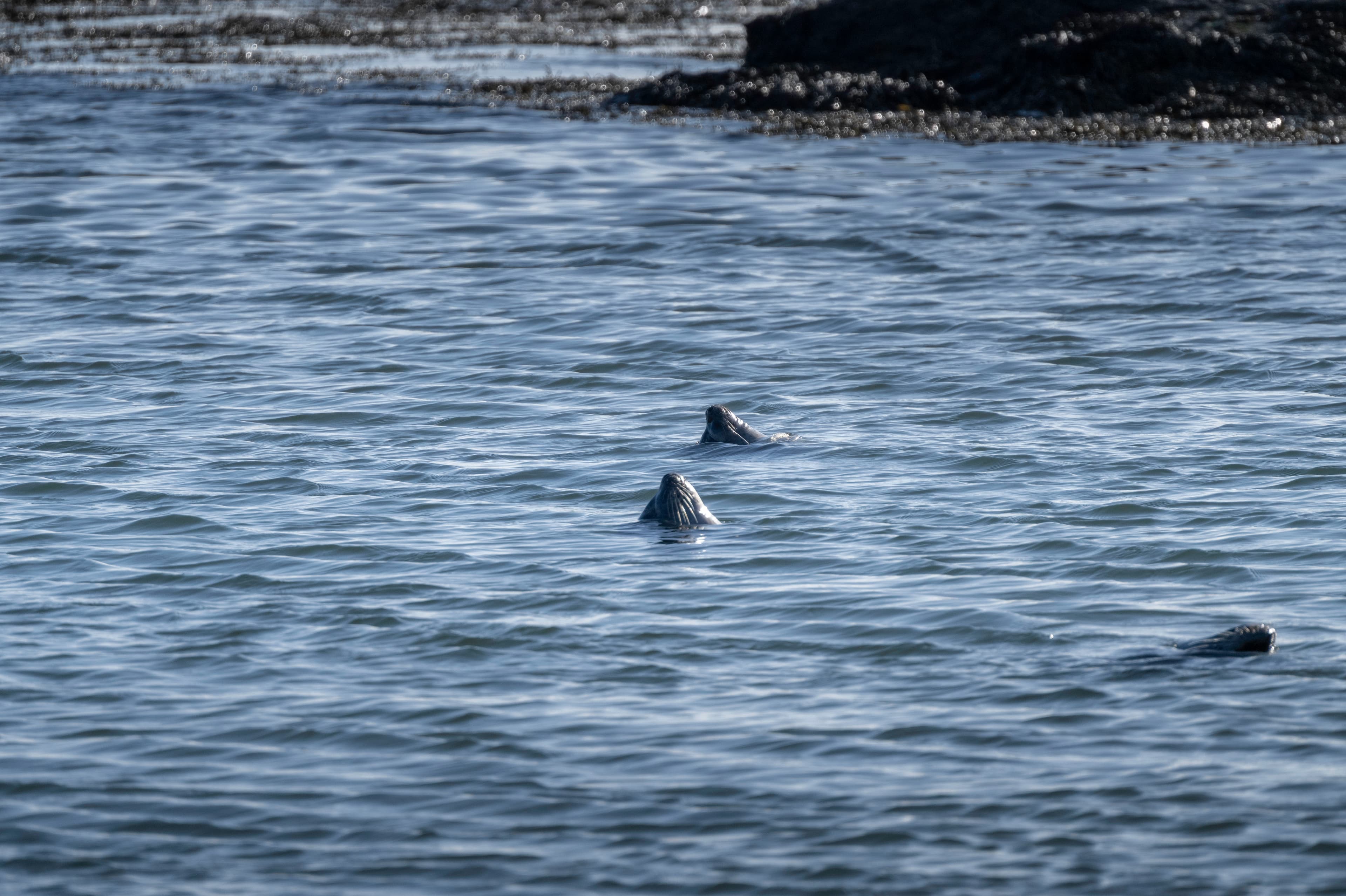 Small group Tour: Snæfellsnes Peninsula and Lava Cave - photo 3