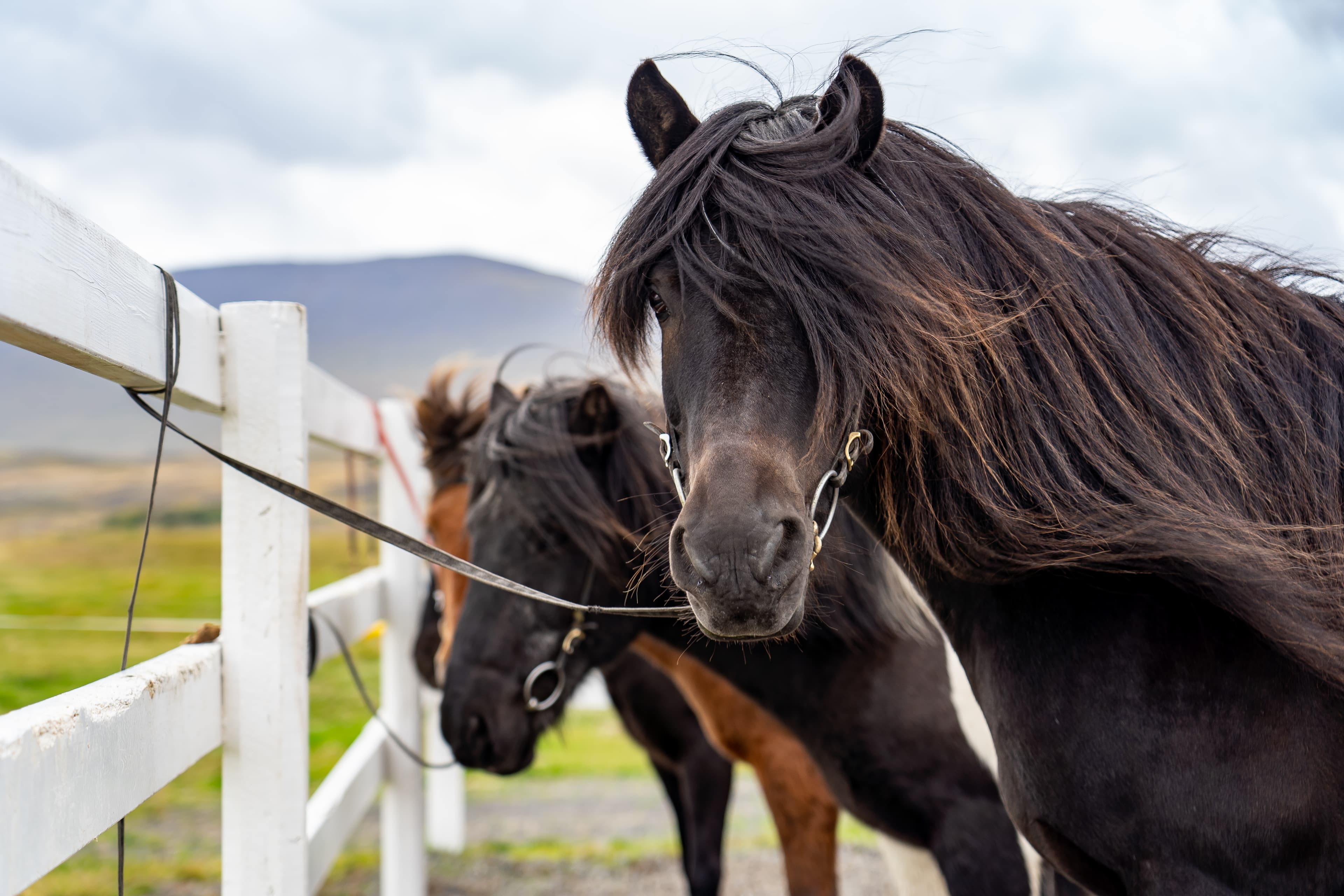 Date the Icelandic Horse - photo 3