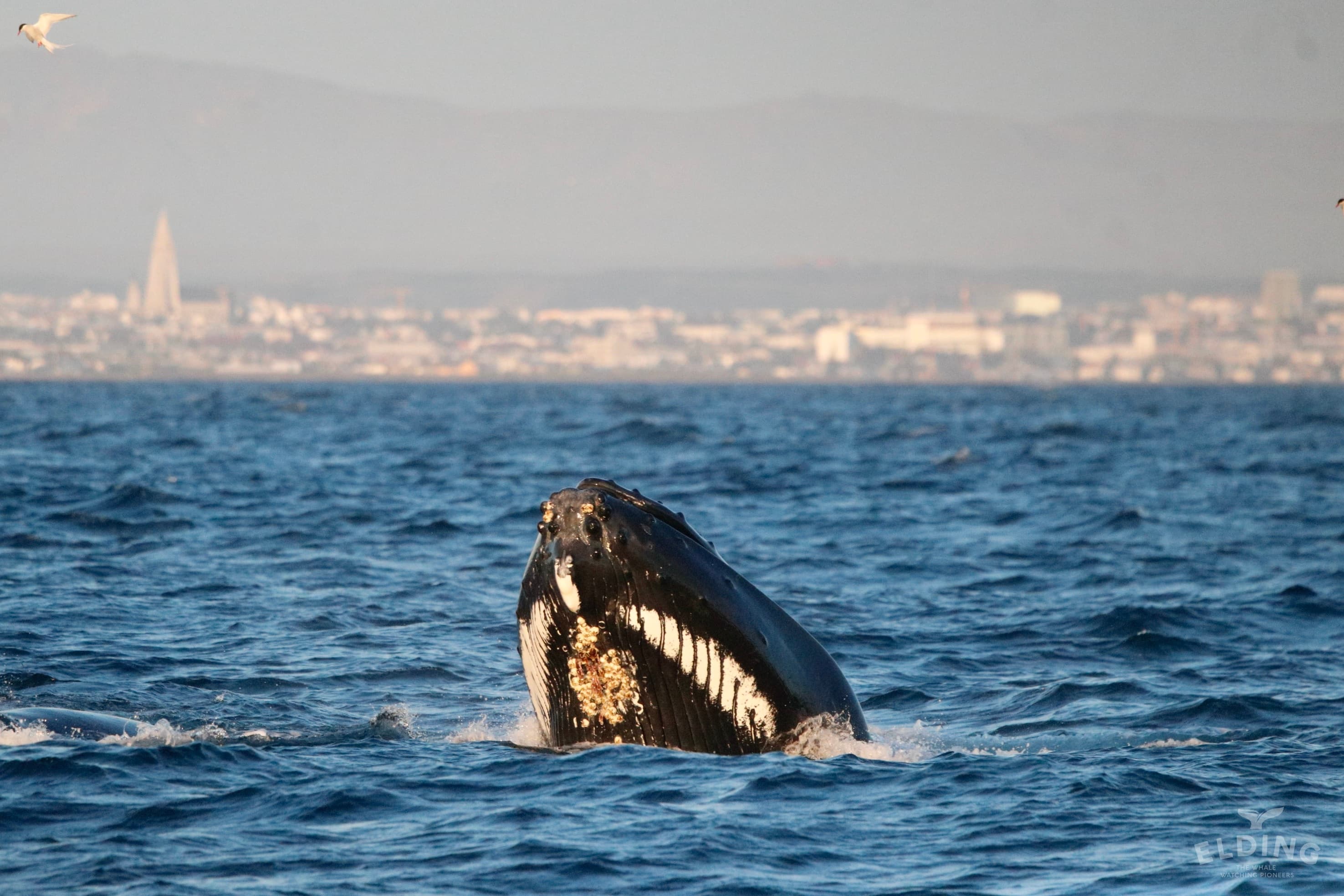 Reykjavík Whales & Puffins - photo 7