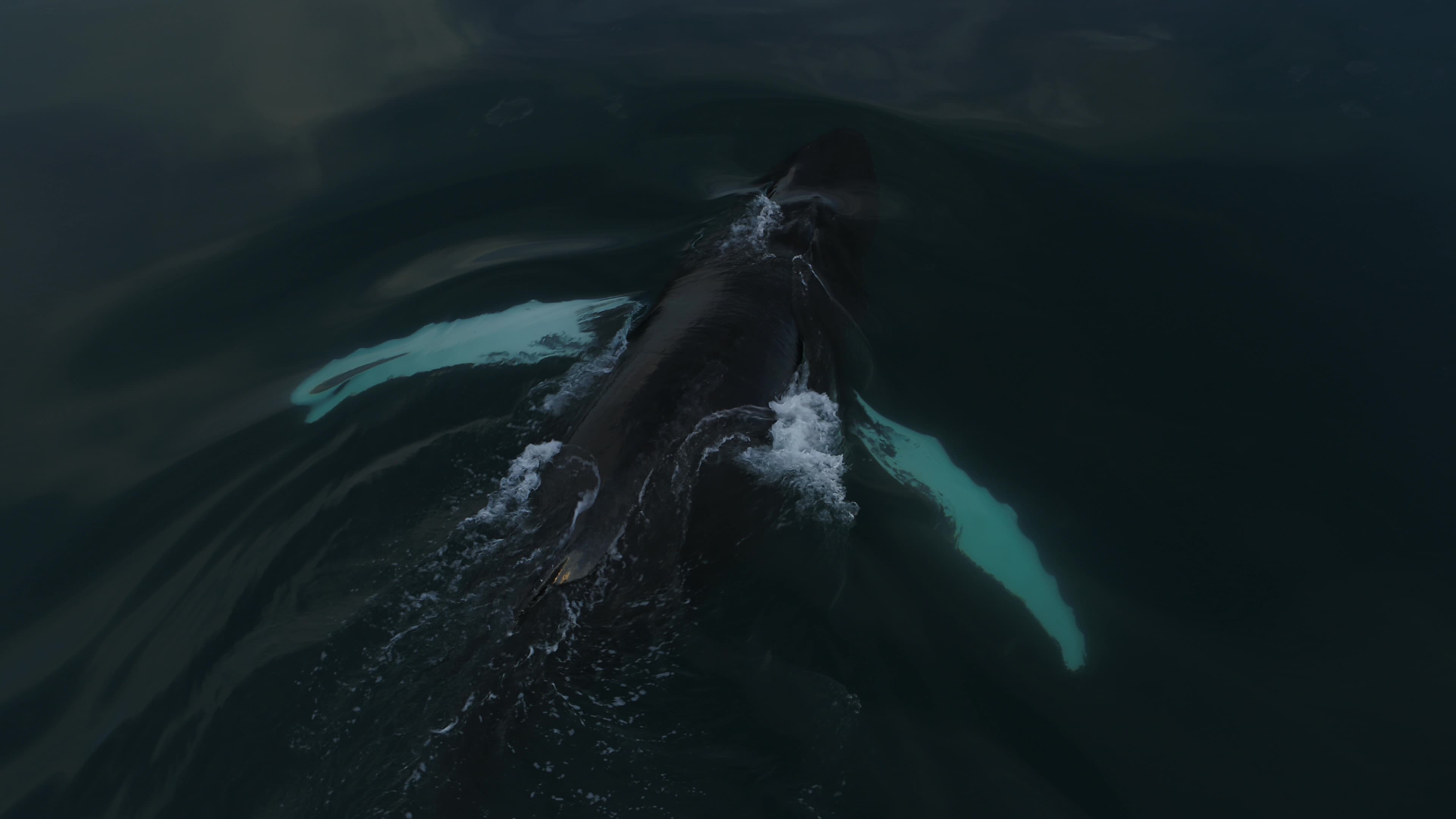Whales & Auroras - photo 13