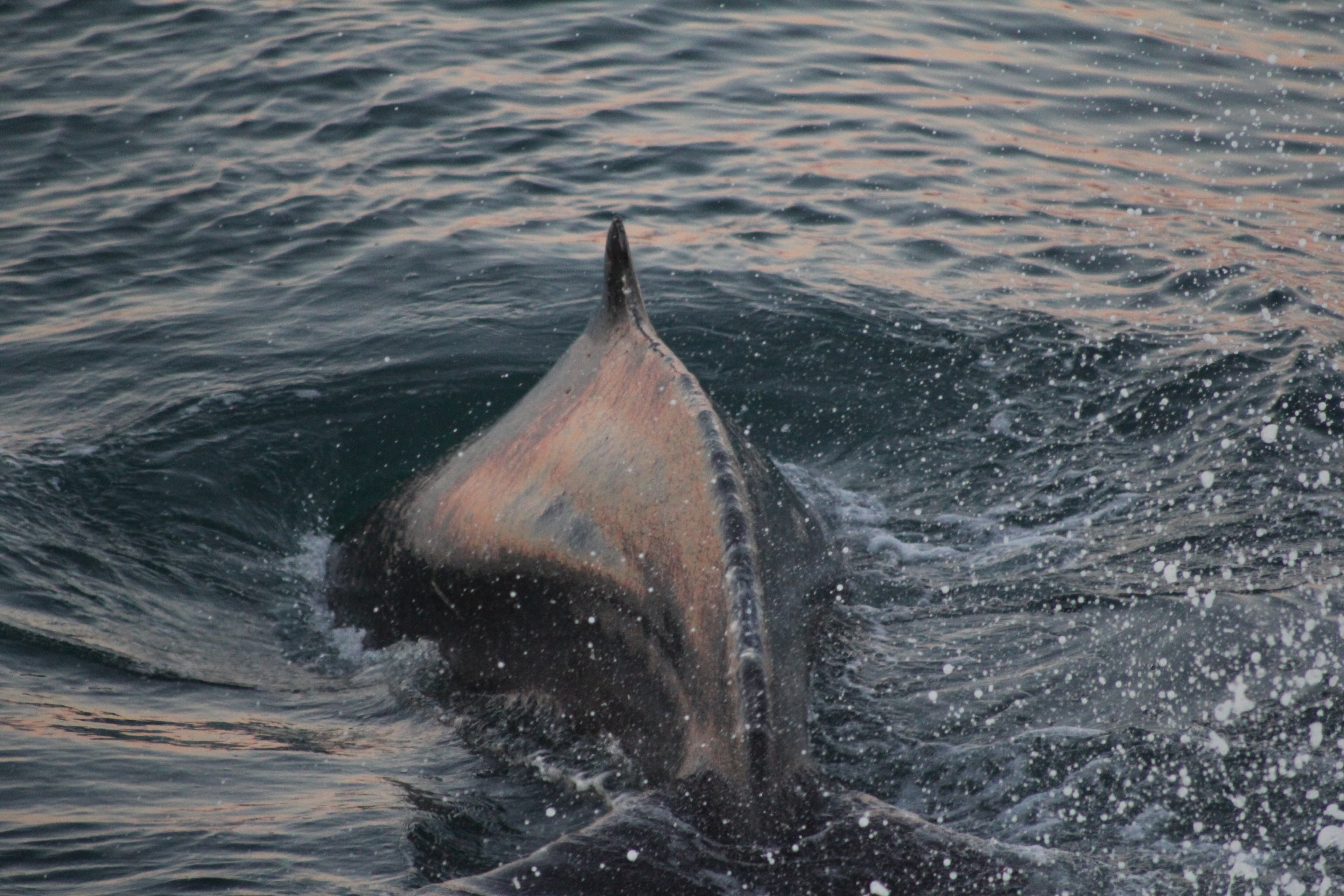 RIB Whale Expedition: 2-Hour High-Speed Adventure - photo 7