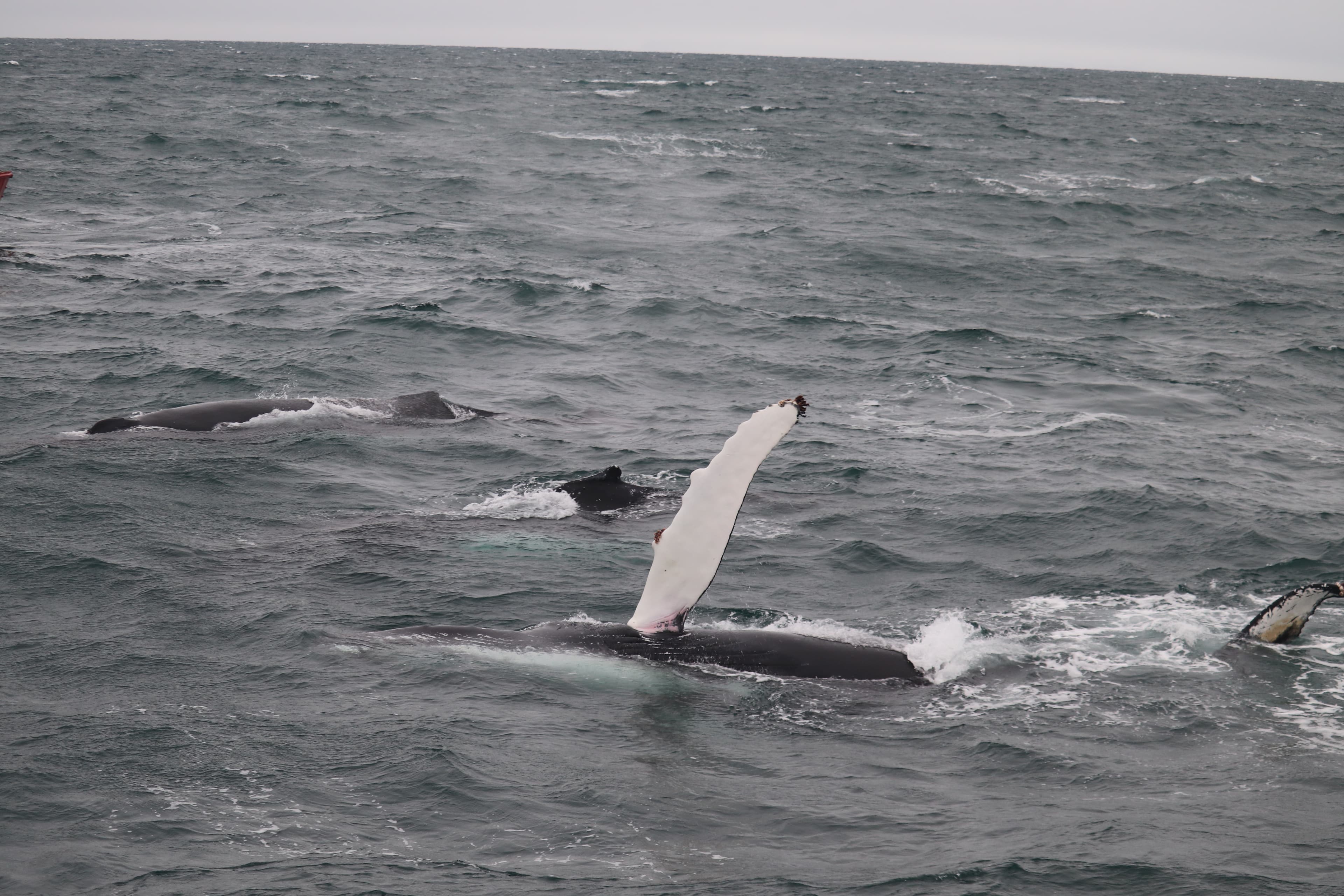 Whale Watching Excursion from Reykjavik & Whales of Iceland Exhibition: Explore the Sea's Giants - photo 58