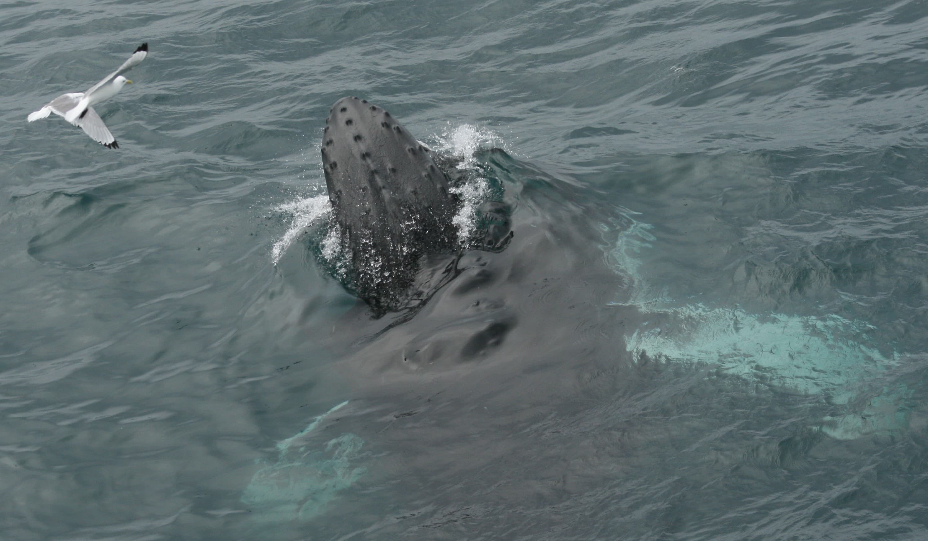 Whale Watching tour from Reykjavik - photo 20