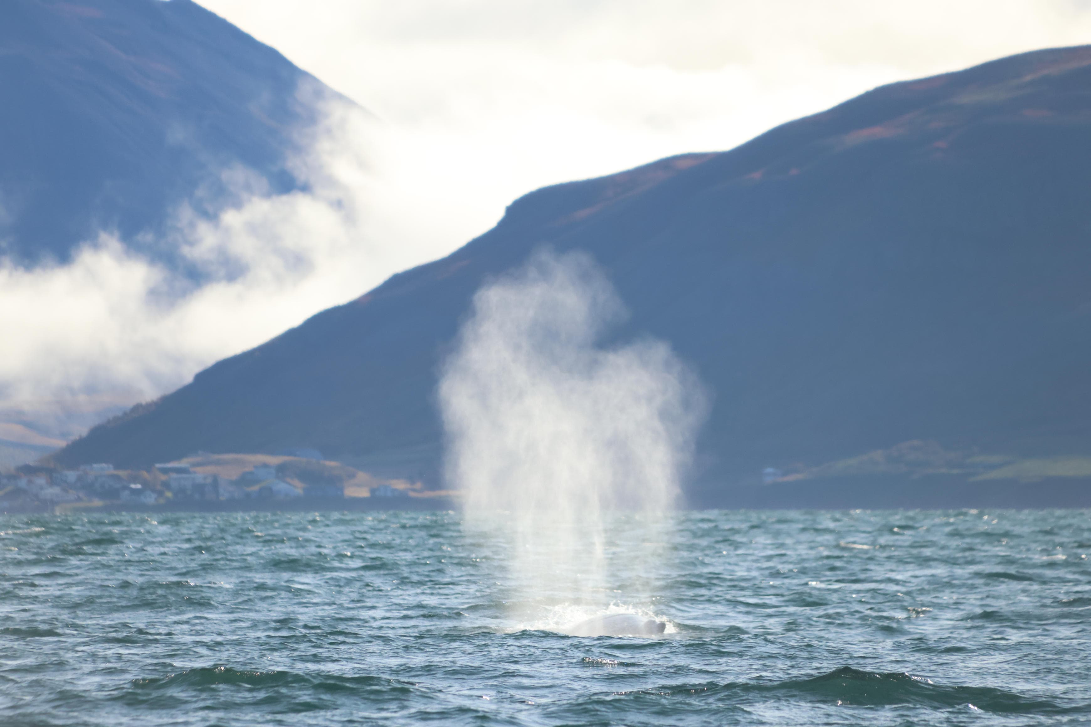 Akureyri Classic Whale Watching - photo 23