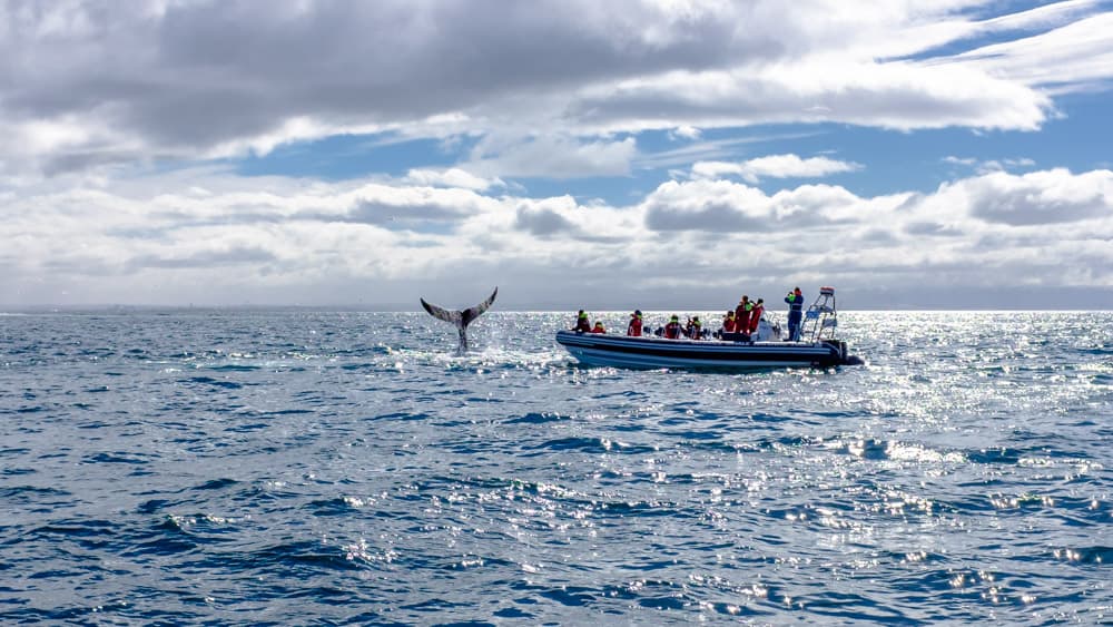 Whales, Puffins & Reykjavík - photo 2