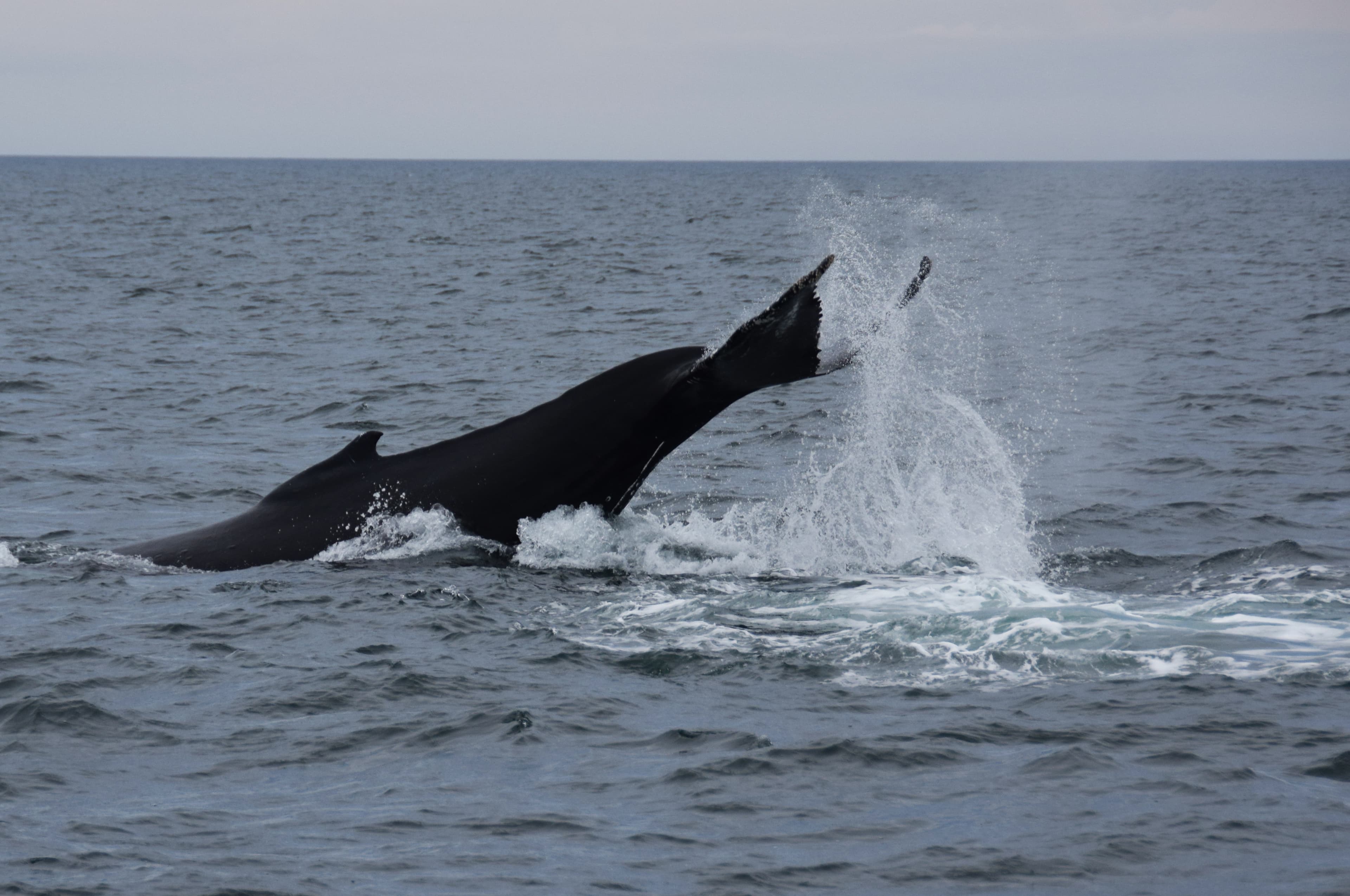 Whales & Auroras - photo 2