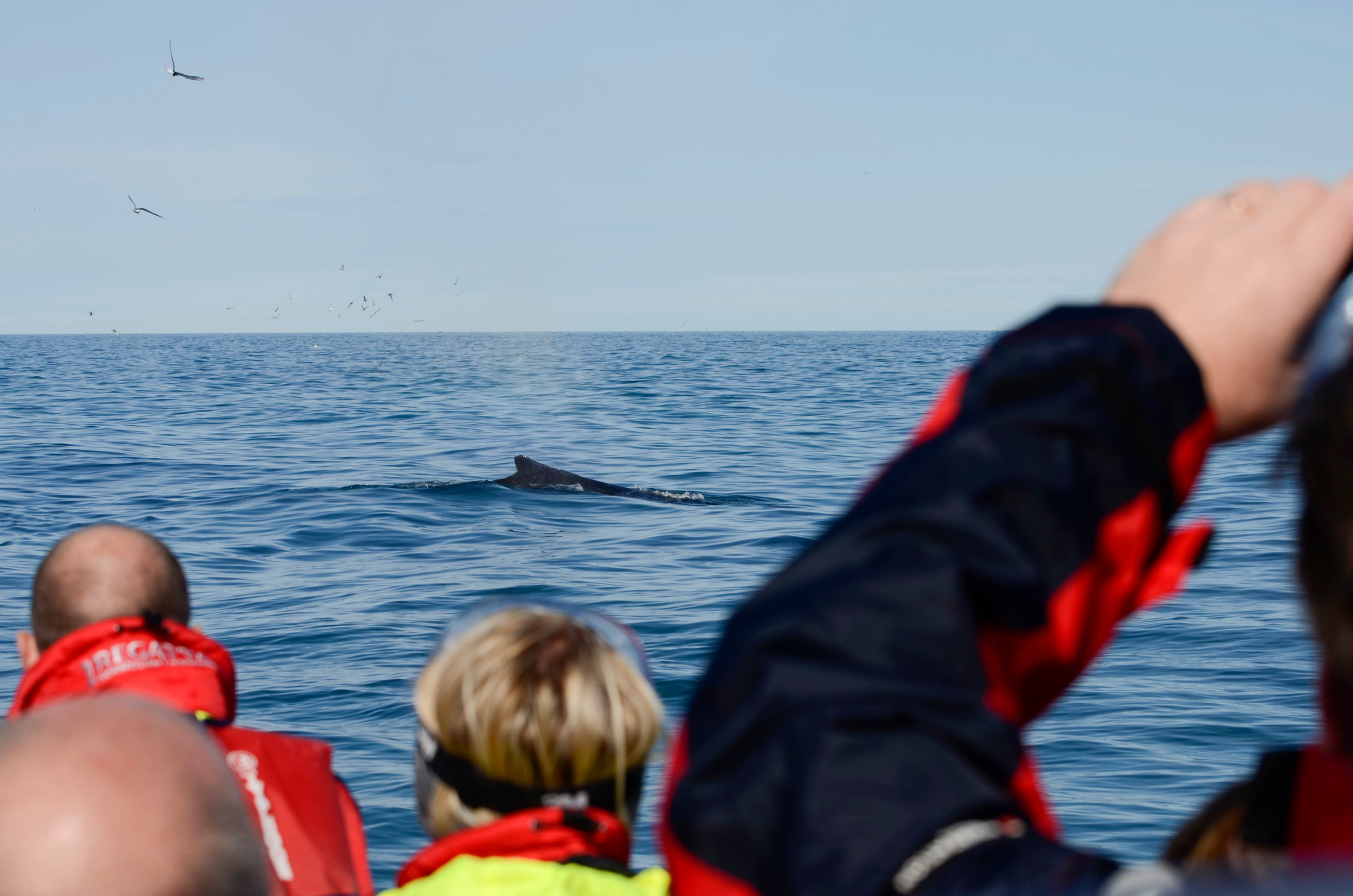 Reykjavík Sea Horse - photo 2