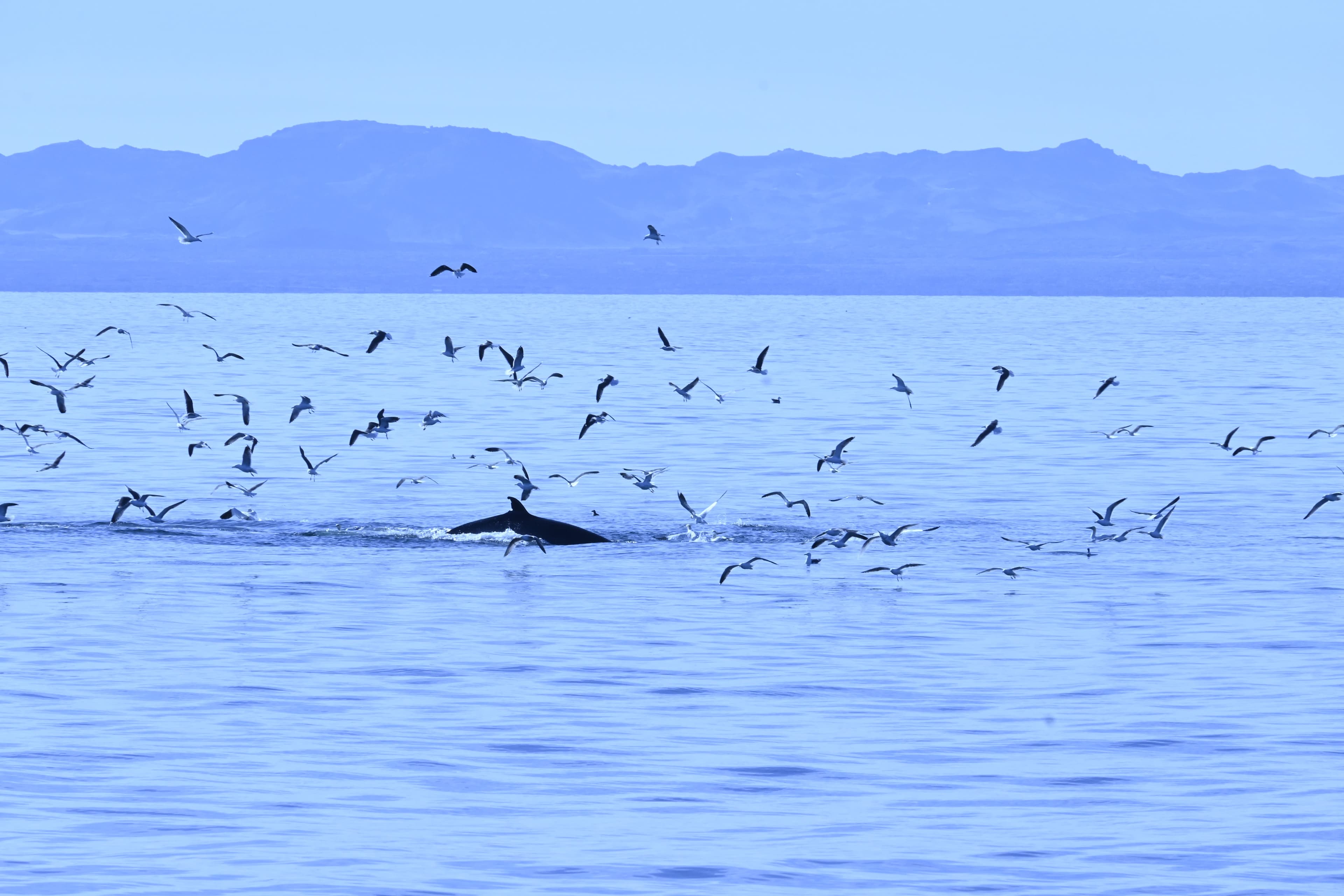 Reykjavík Whales & Viðey Island - photo 12