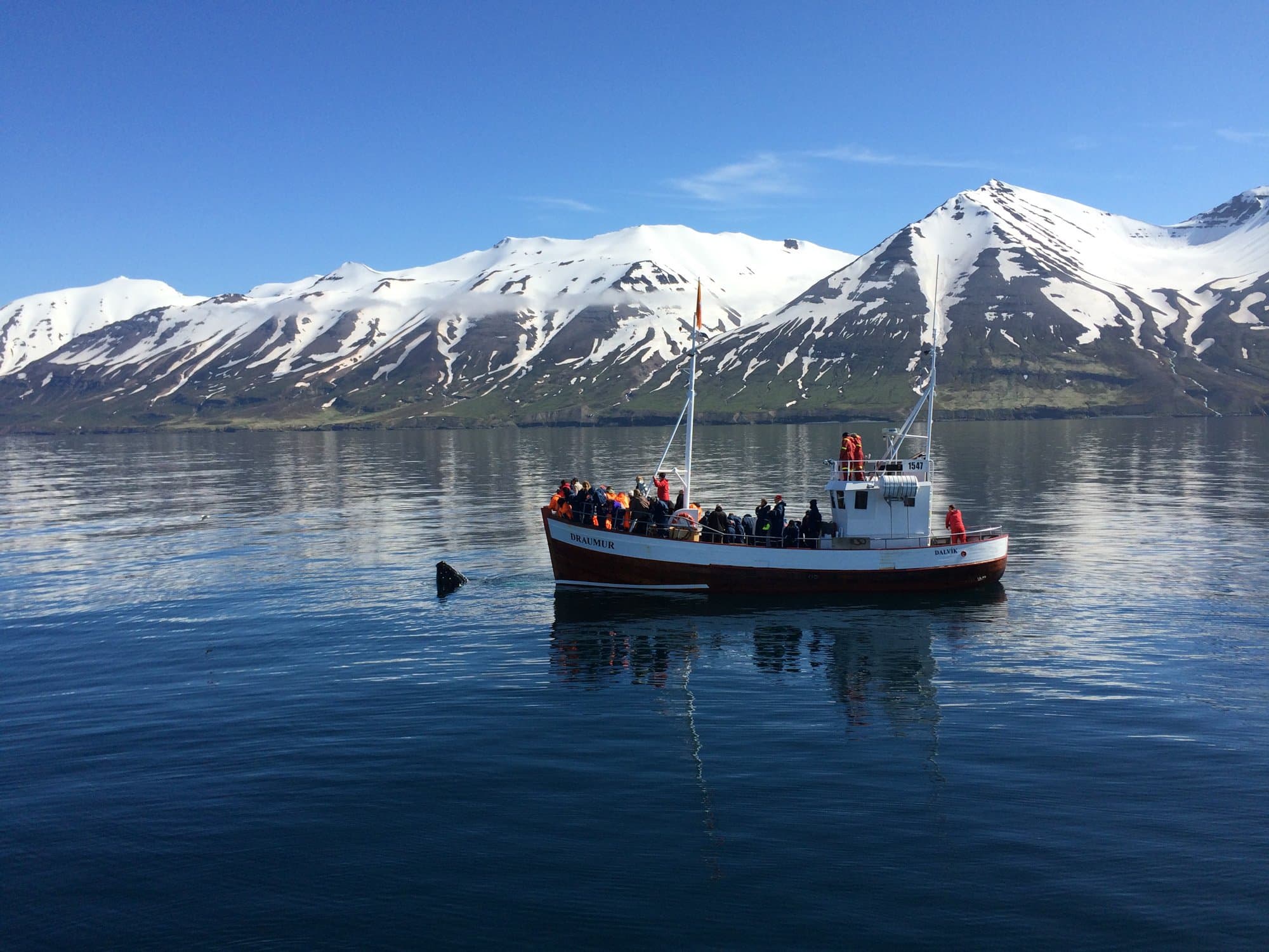 Classic Whale Watching from Dalvík - photo 3