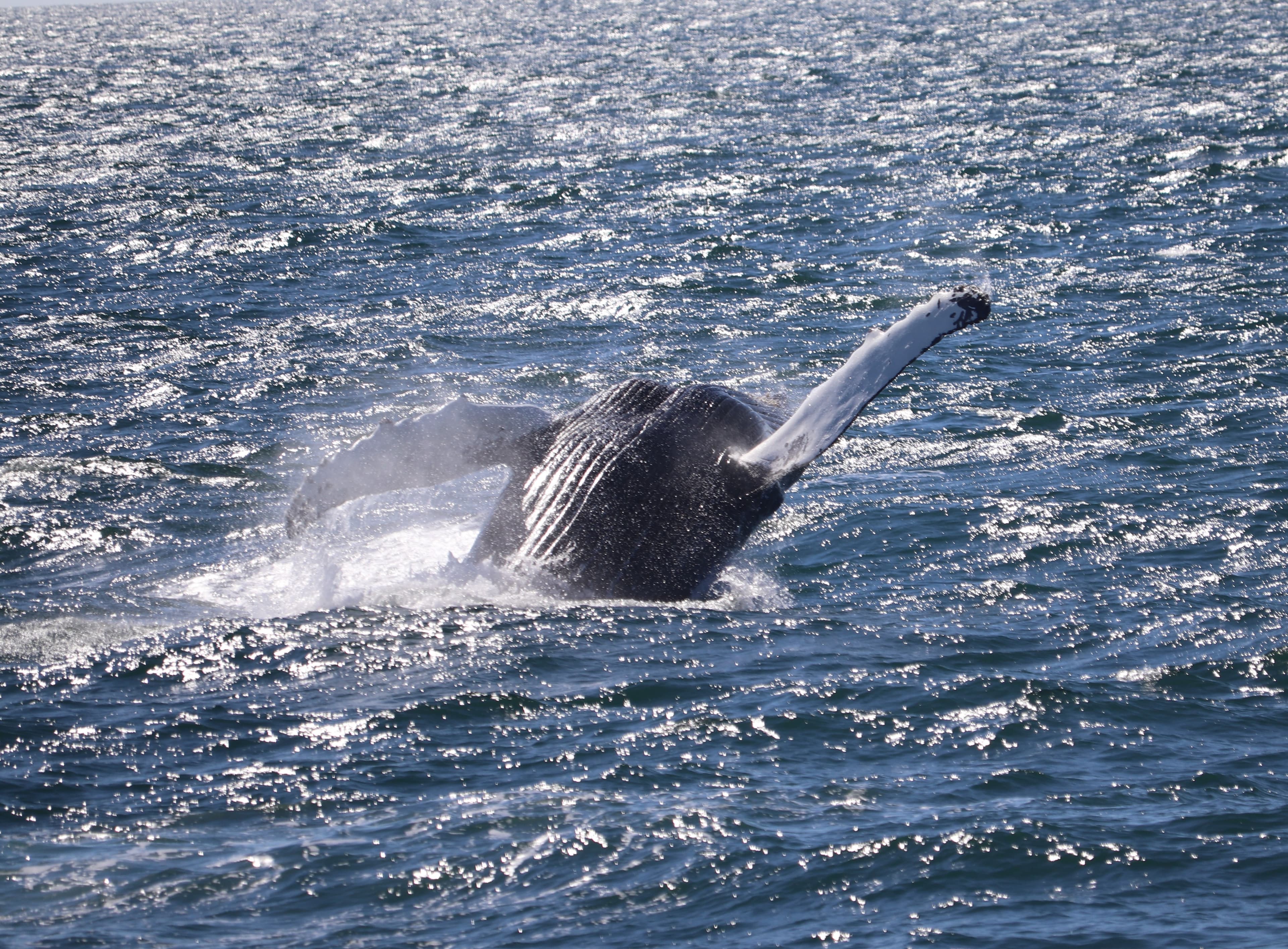 Whale Watching Excursion from Reykjavik & Whales of Iceland Exhibition: Explore the Sea's Giants - photo 70