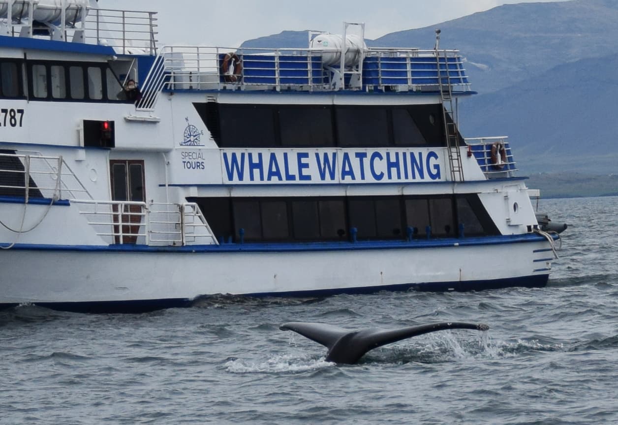 Whales & Puffins - photo 3