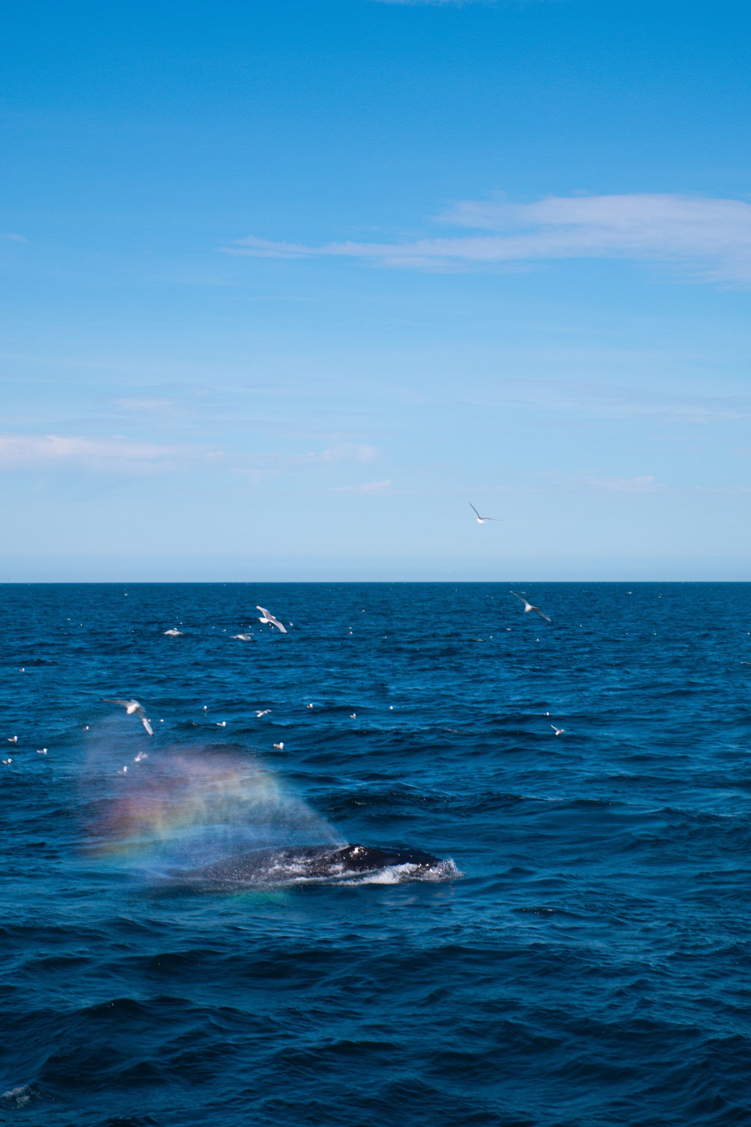 Whale Watching and Puffin Tour: Explore Iceland's Wildlife from Old Harbour in Downtown Reykjavik - photo 31