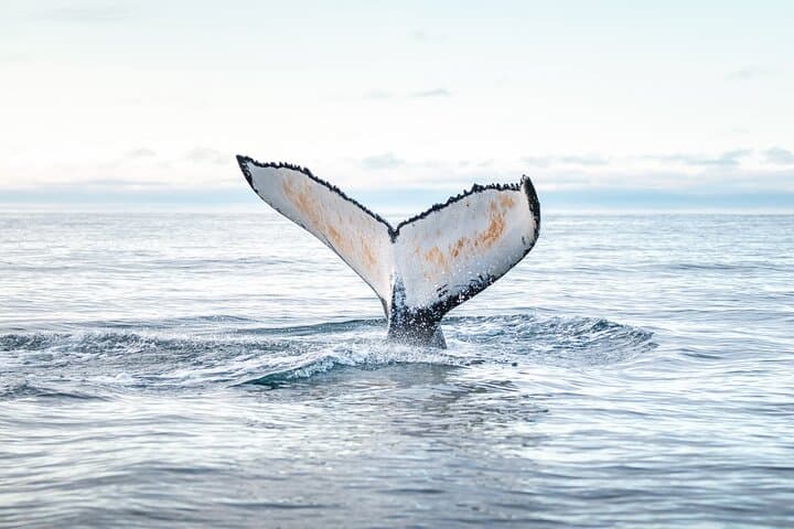 Húsavík Original Whale Watching - photo 7
