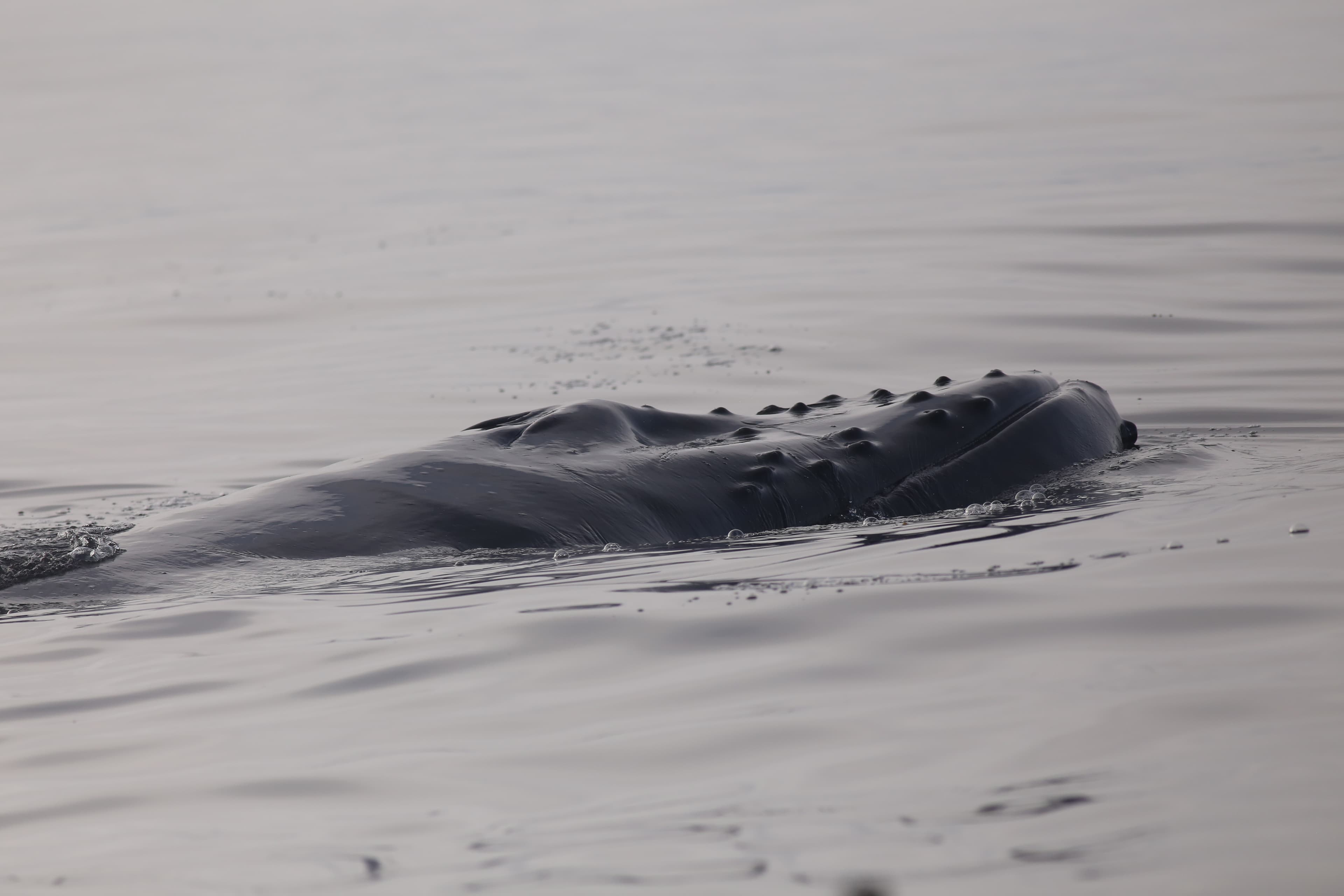 Whale Watching Excursion from Reykjavik & Whales of Iceland Exhibition: Explore the Sea's Giants - photo 36