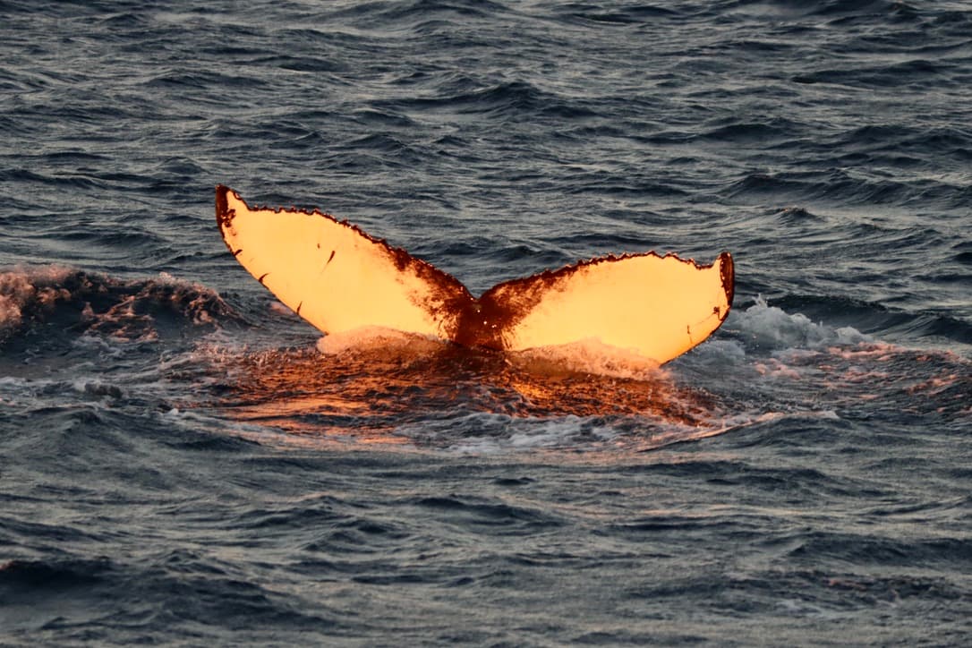 Midnight Sun Whale Watching - photo 14