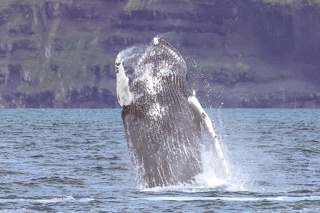 Express Whale Watching From Dalvík - photo 13