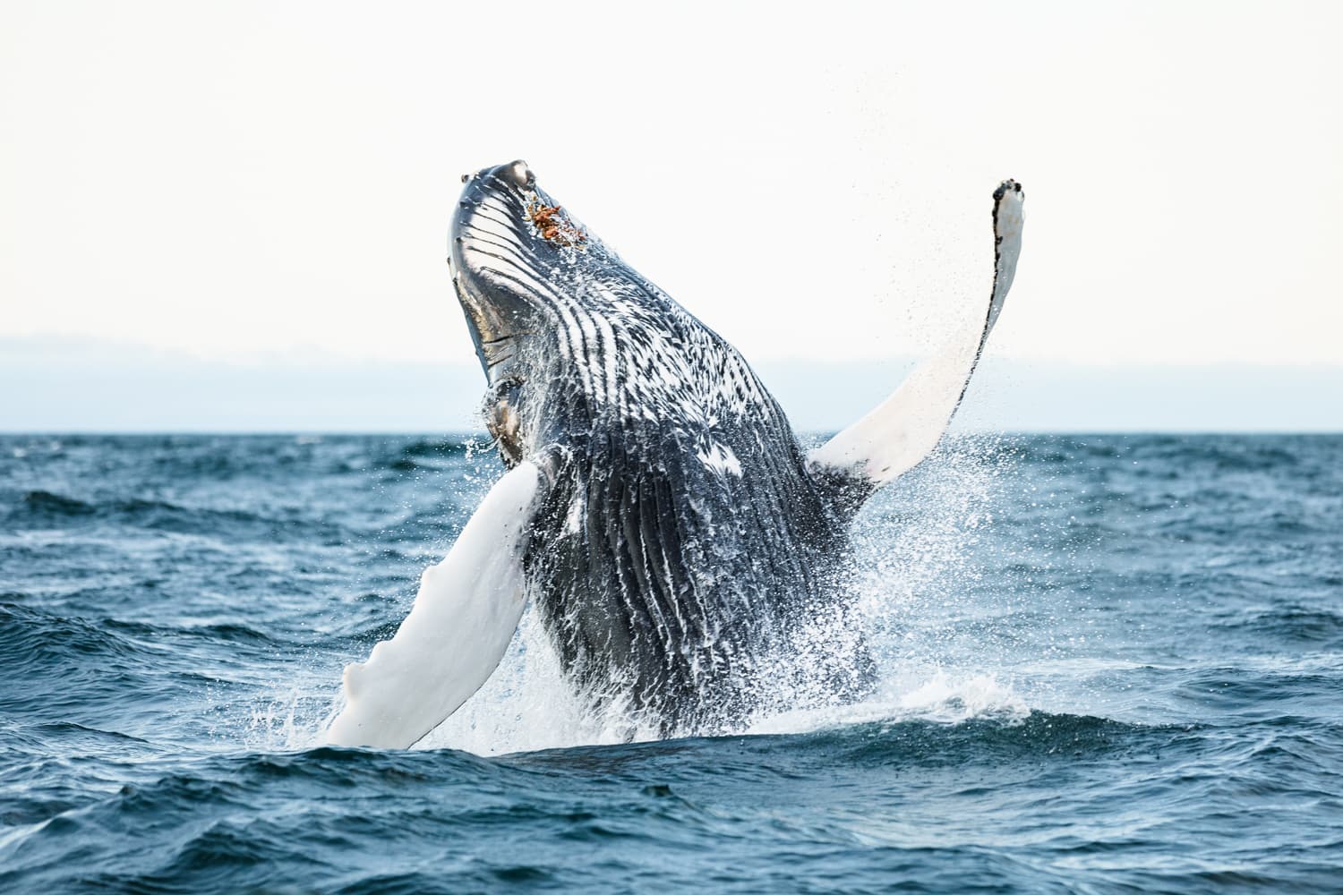 Whales and Sails - photo 3