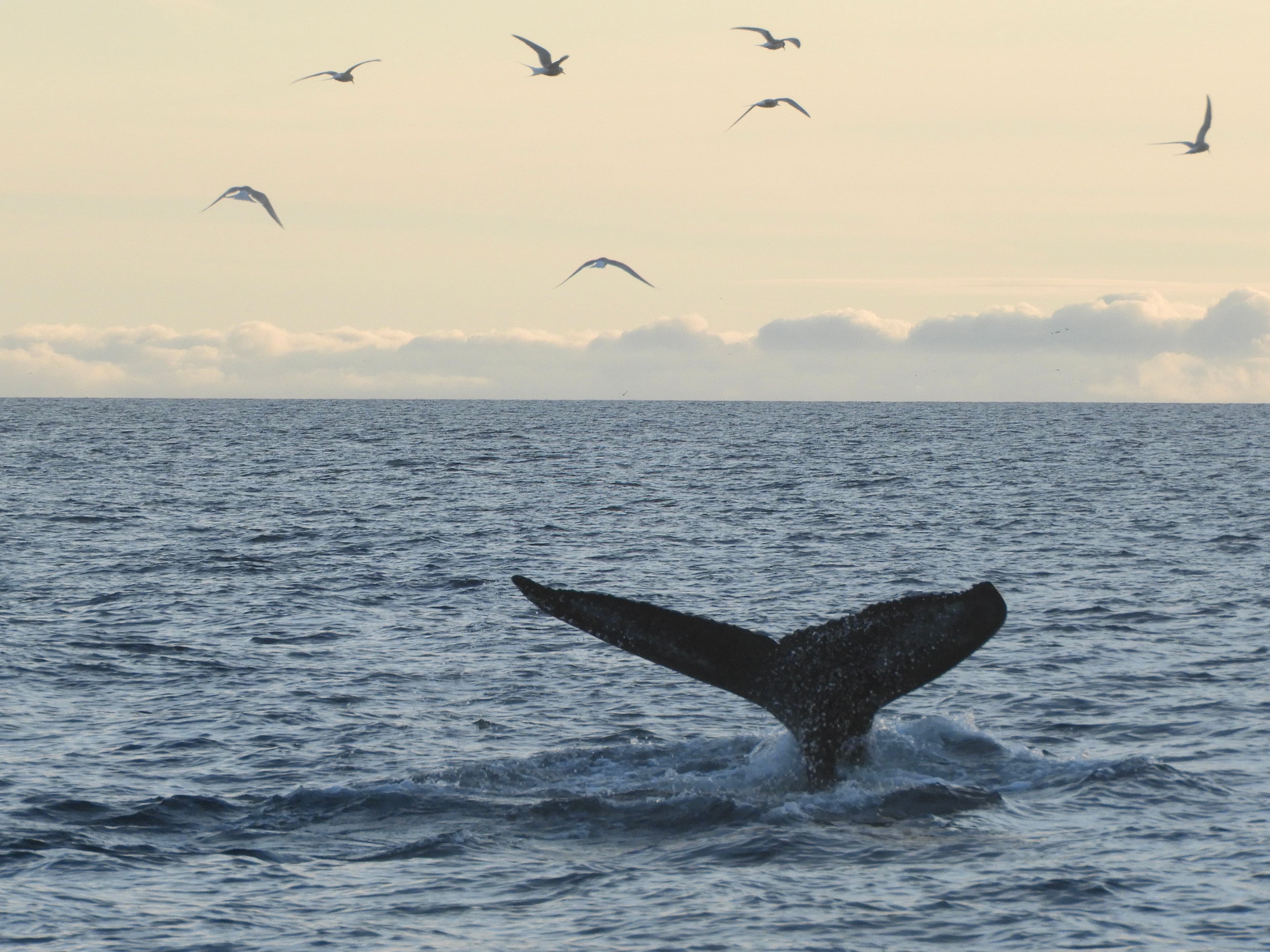 Reykjavík Premium Whales in the Midnight Sun - photo 14